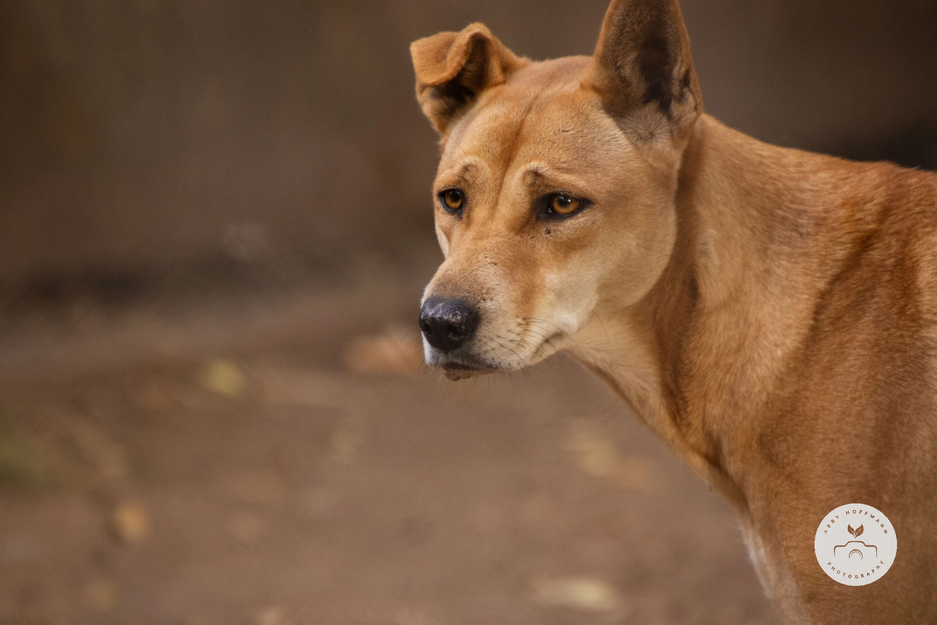 Dingo photograph