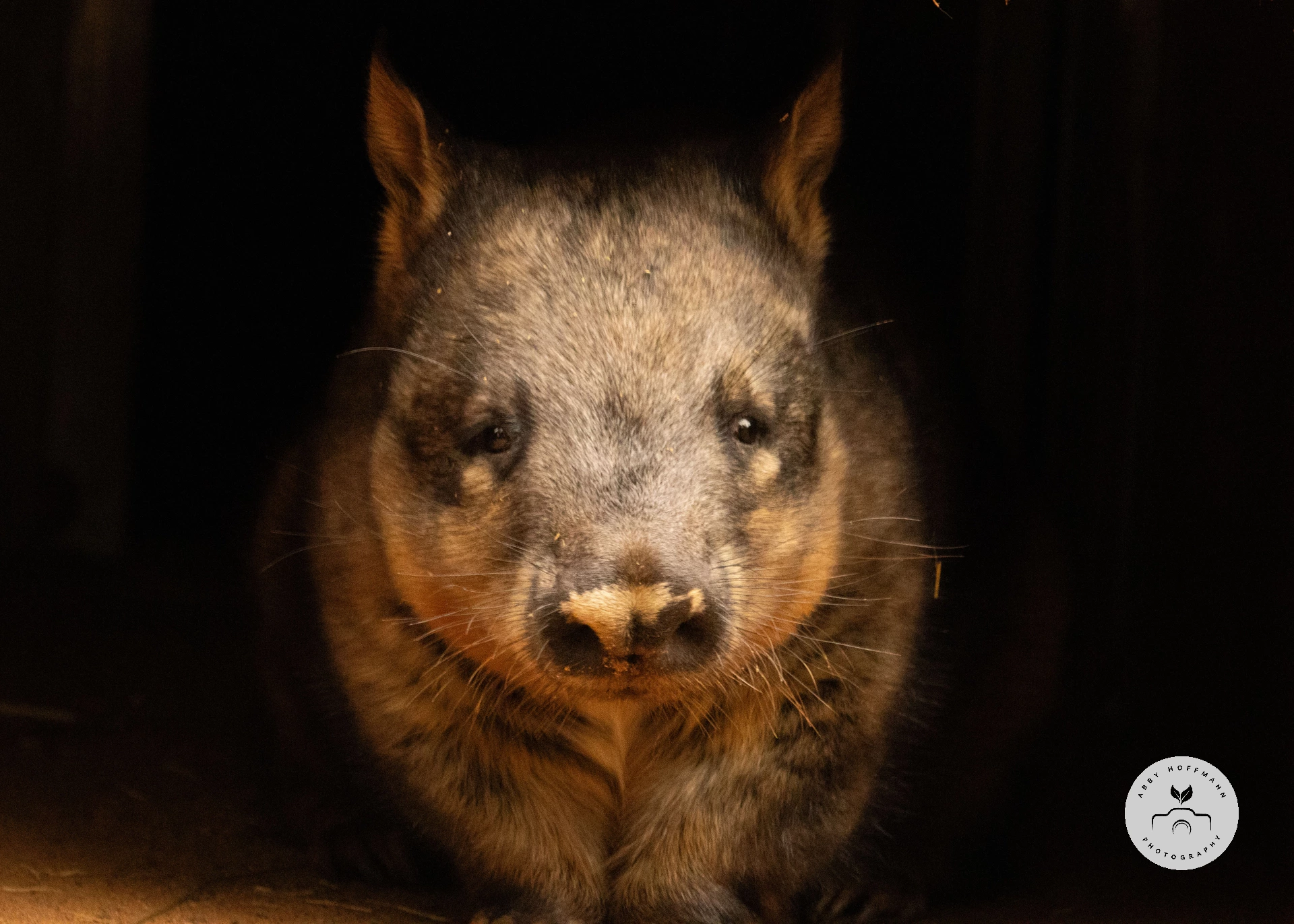 Southern hairy-nosed wombat photograph