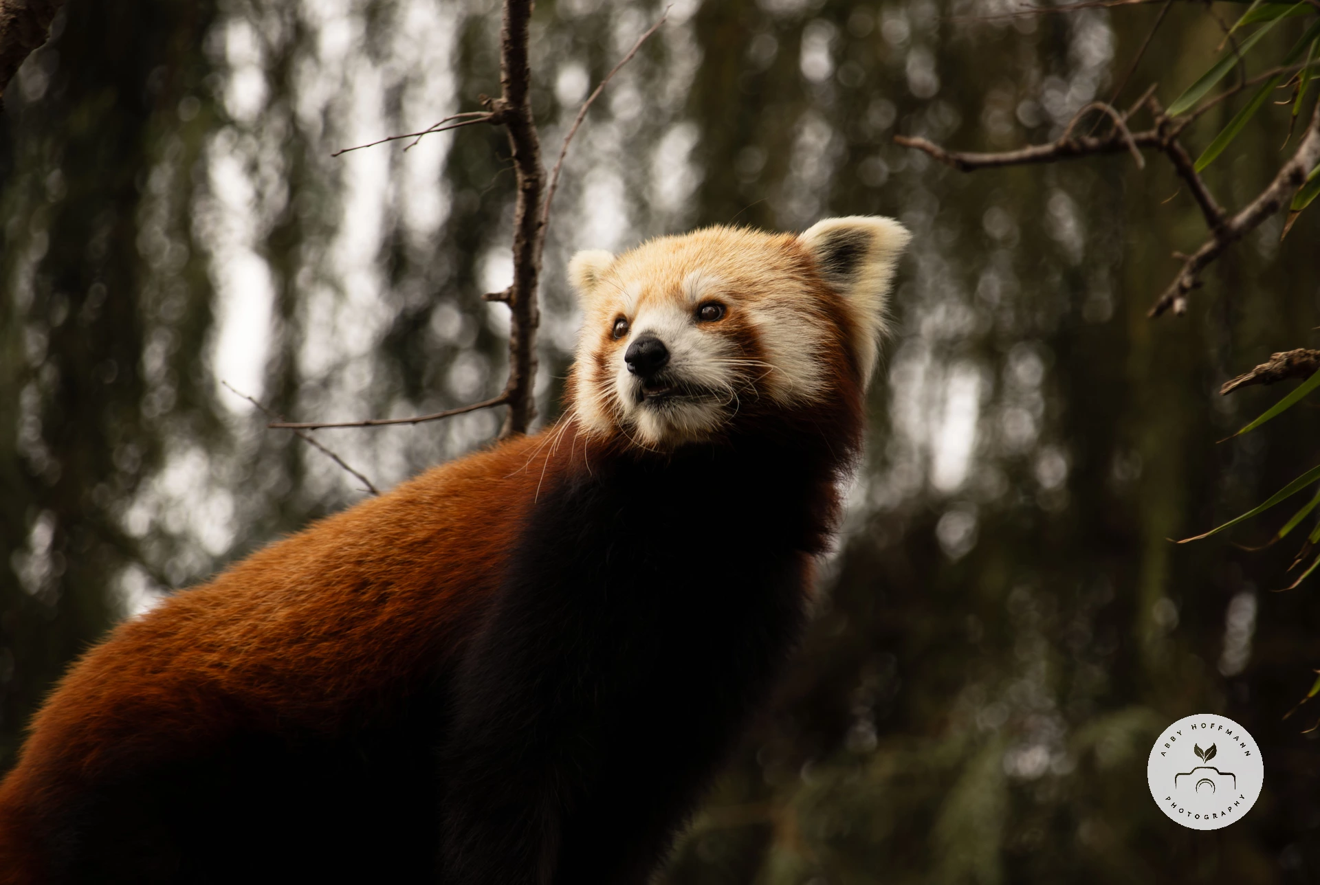 Red panda photograph