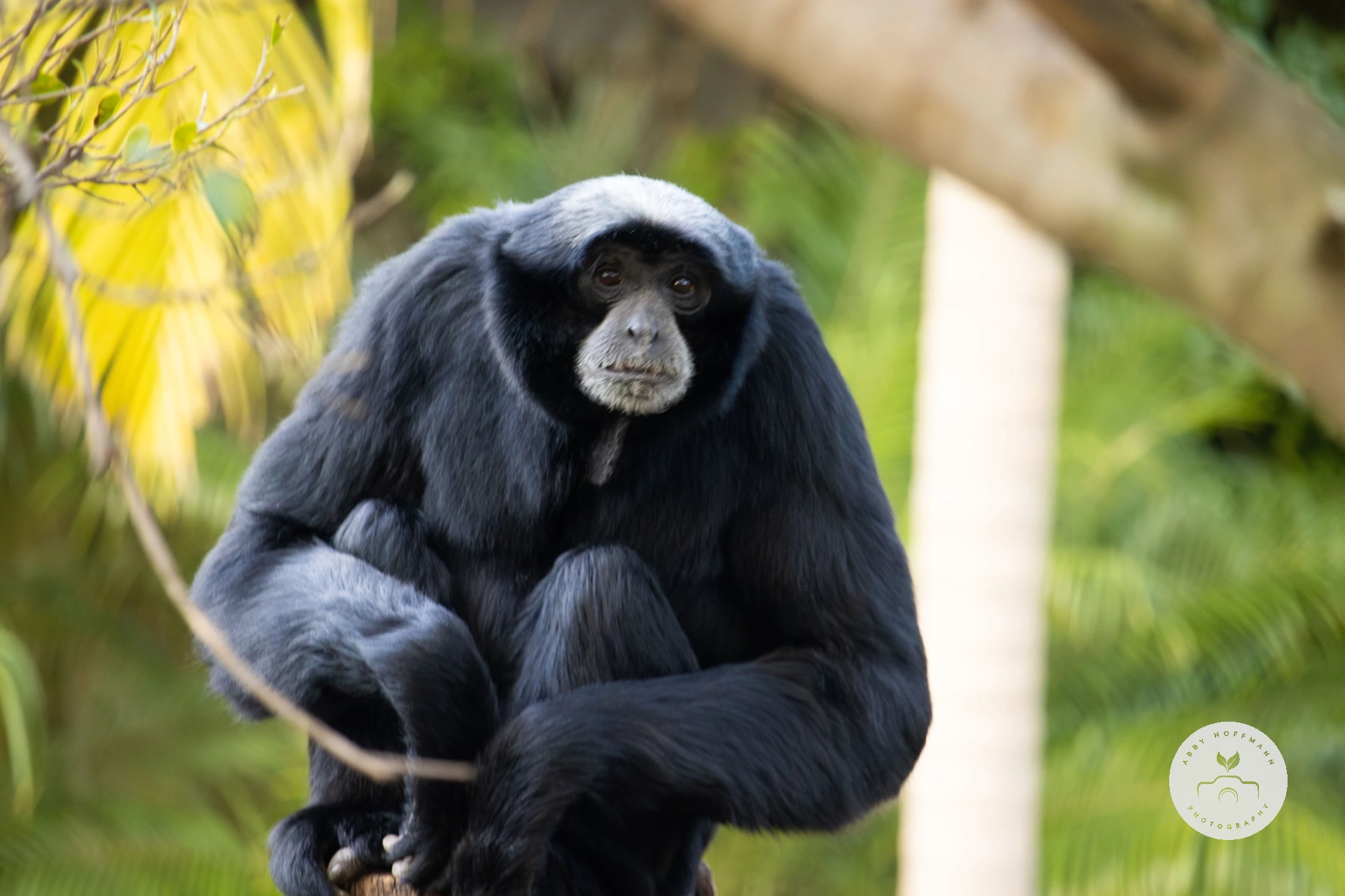 Siamang photograph