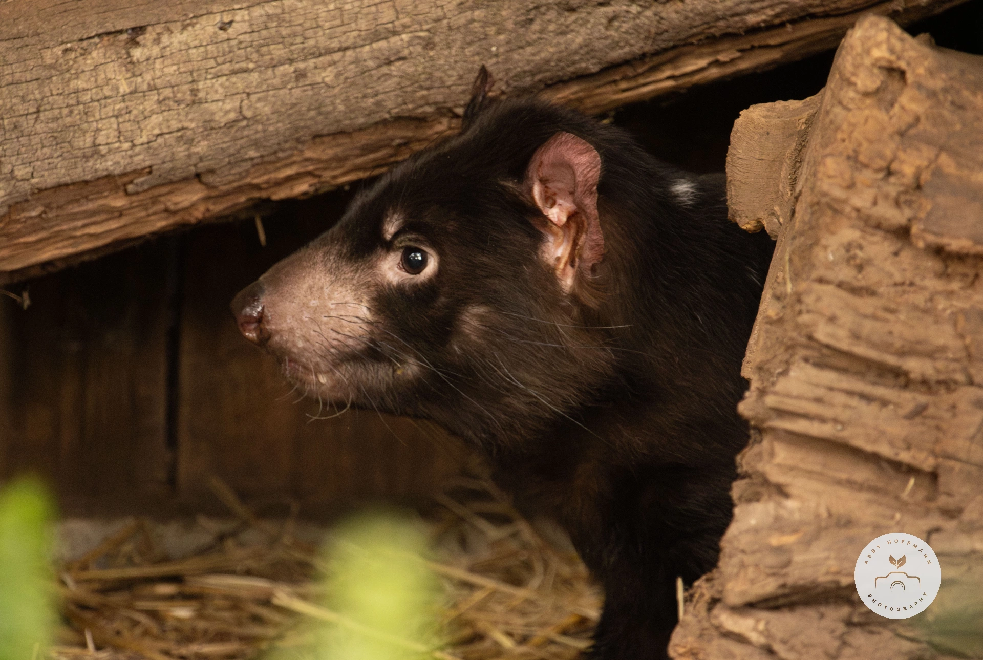 Tasmanian devil photograph