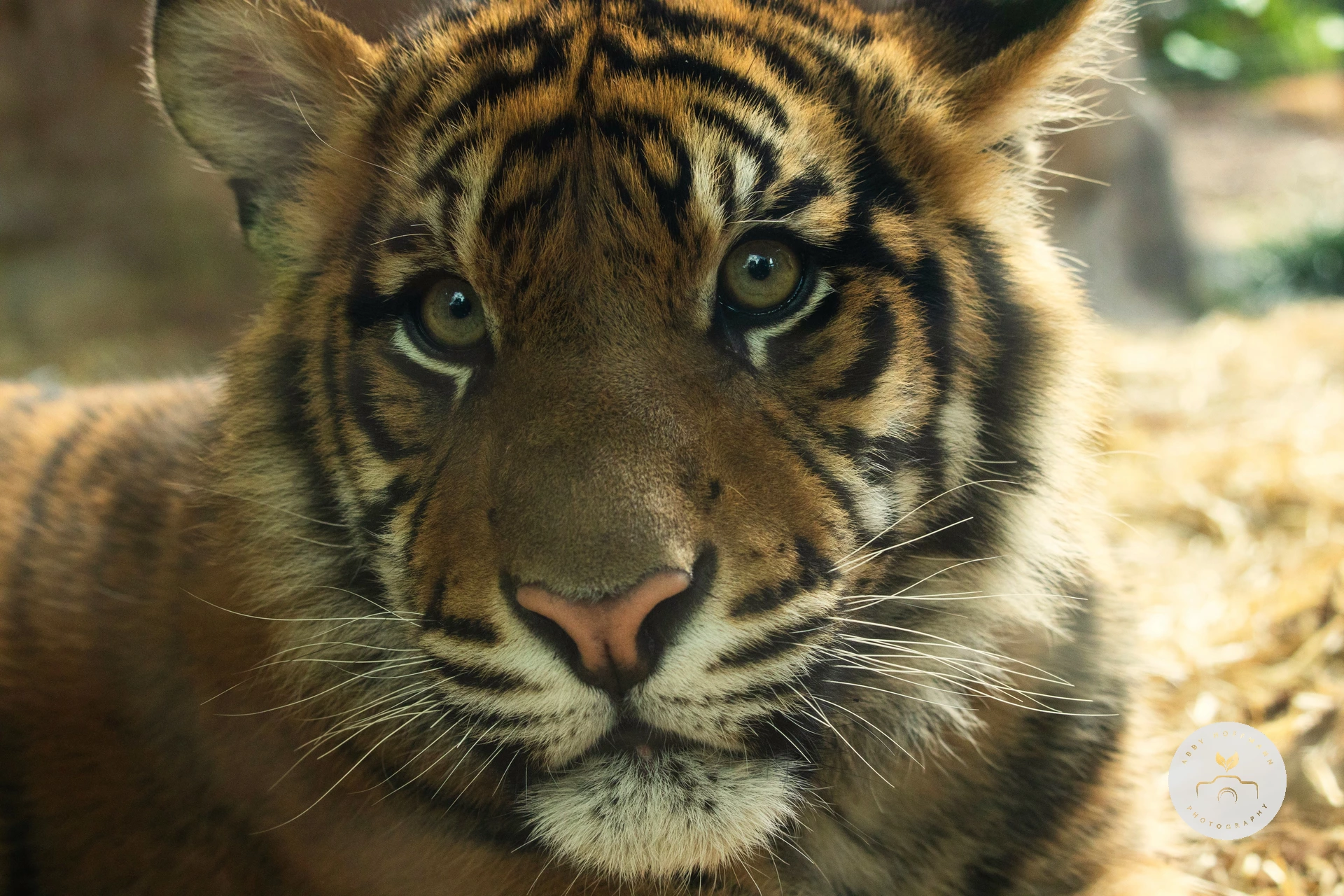 Sumatran Tiger photograph