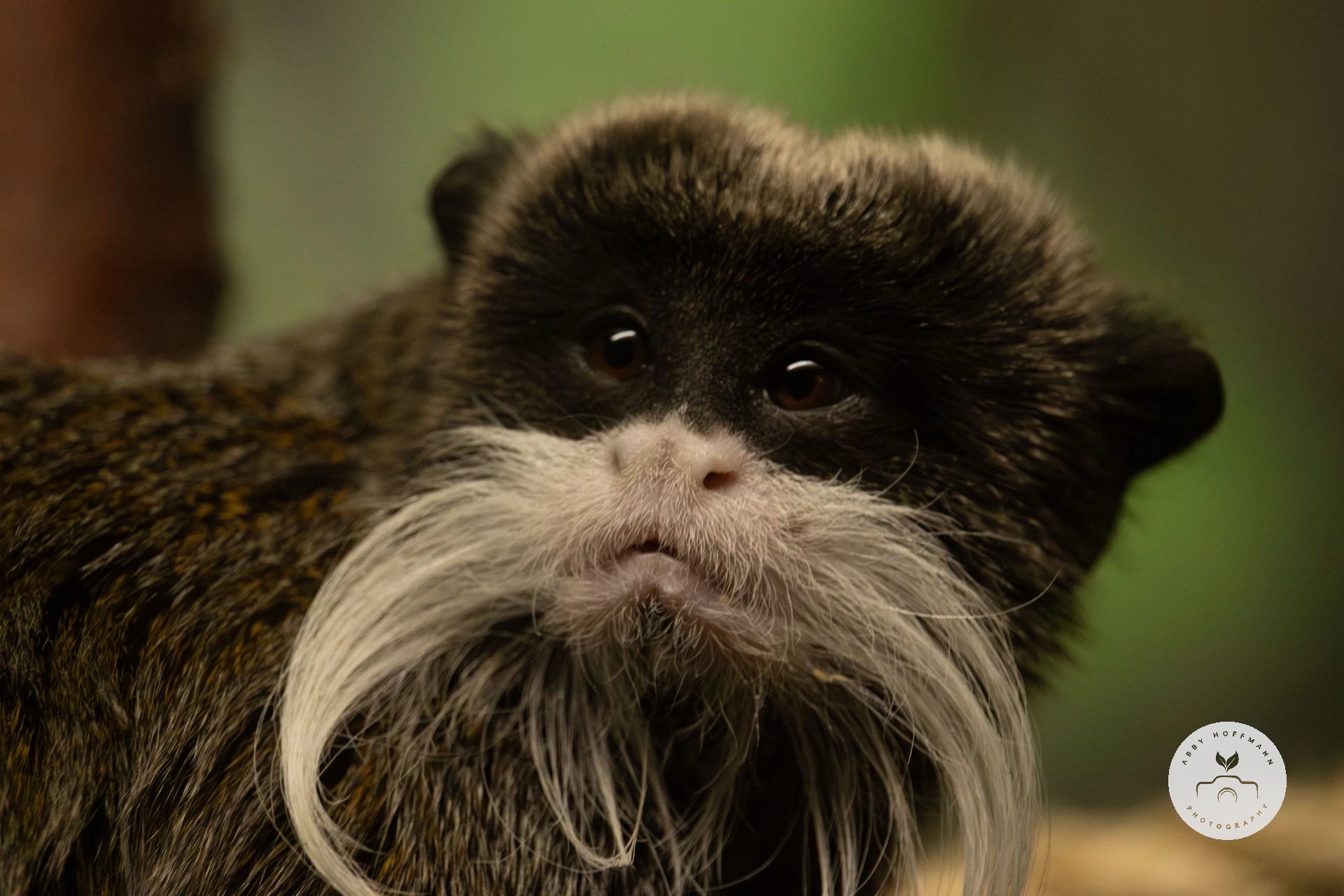 Emperor tamarin photograph