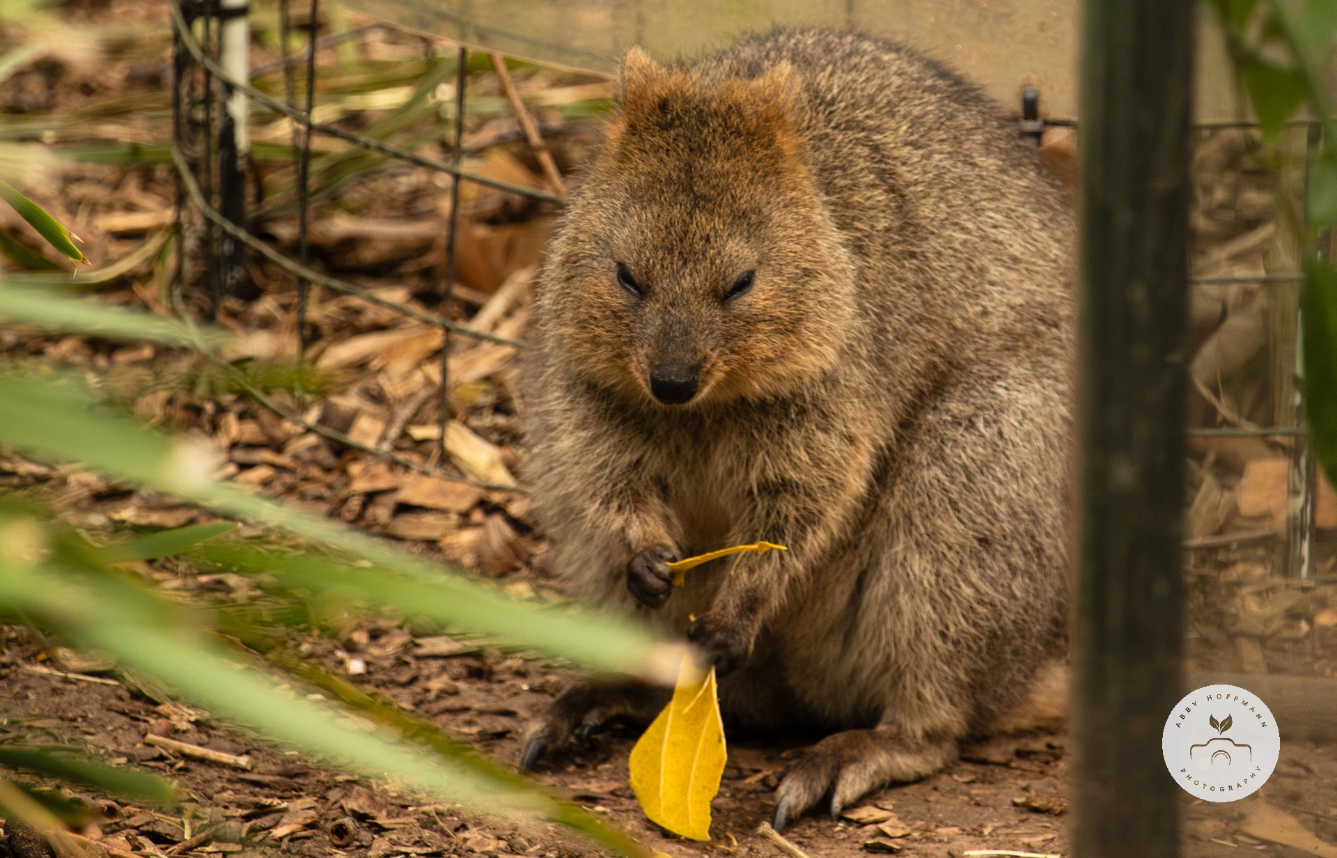 Quokka photograph