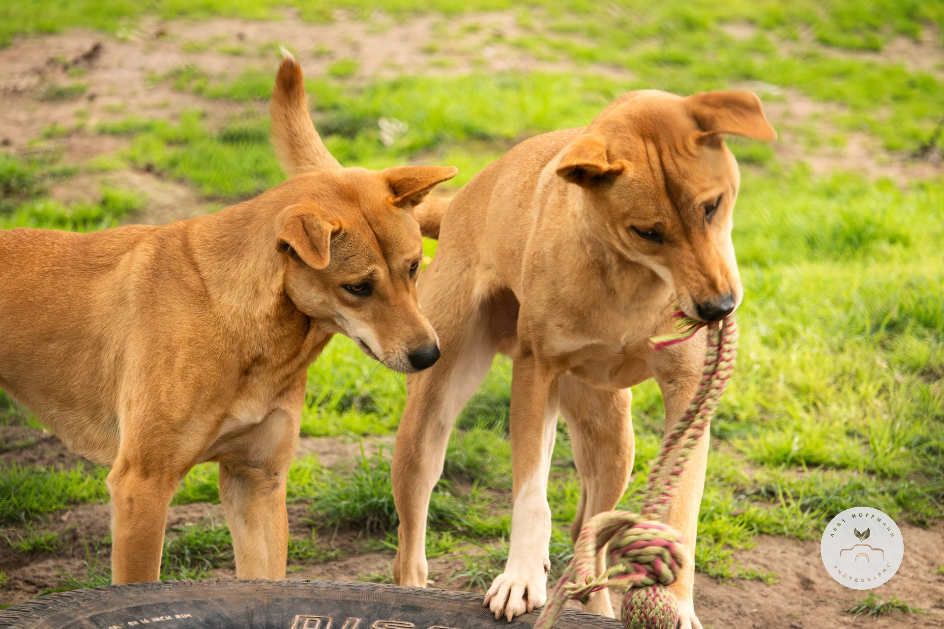 Dingo photograph