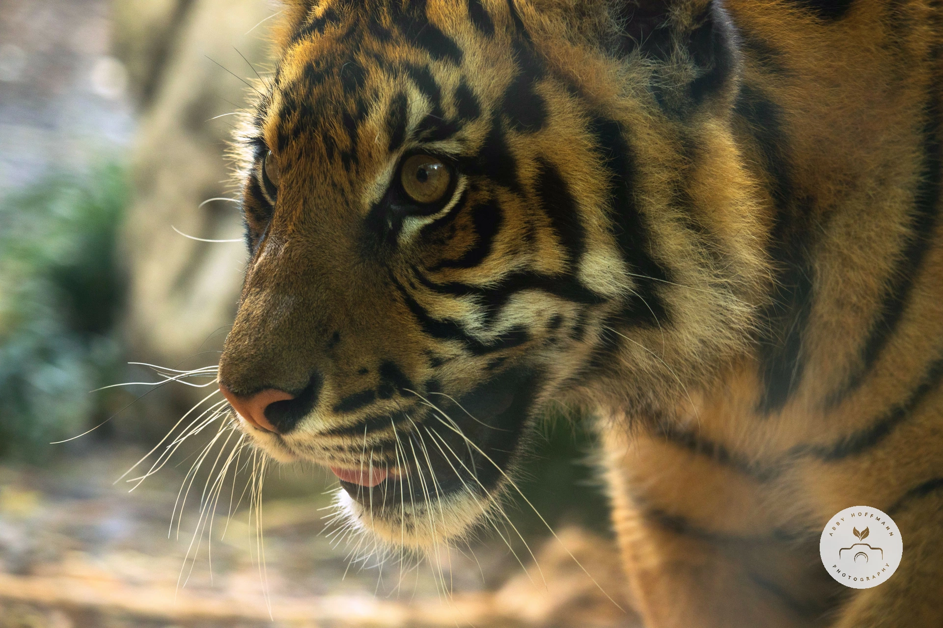 Sumatran Tiger photograph