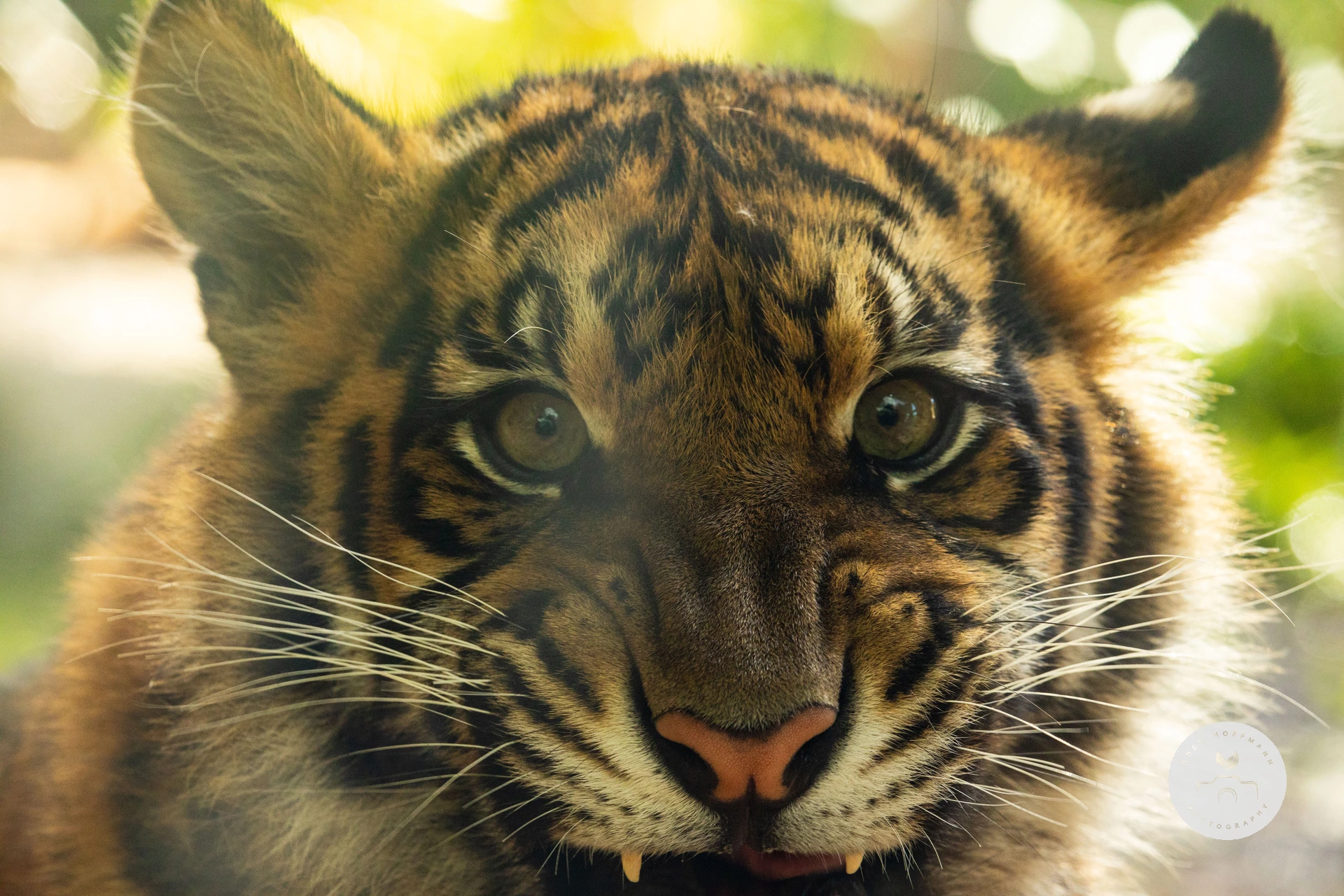 Sumatran Tiger photograph