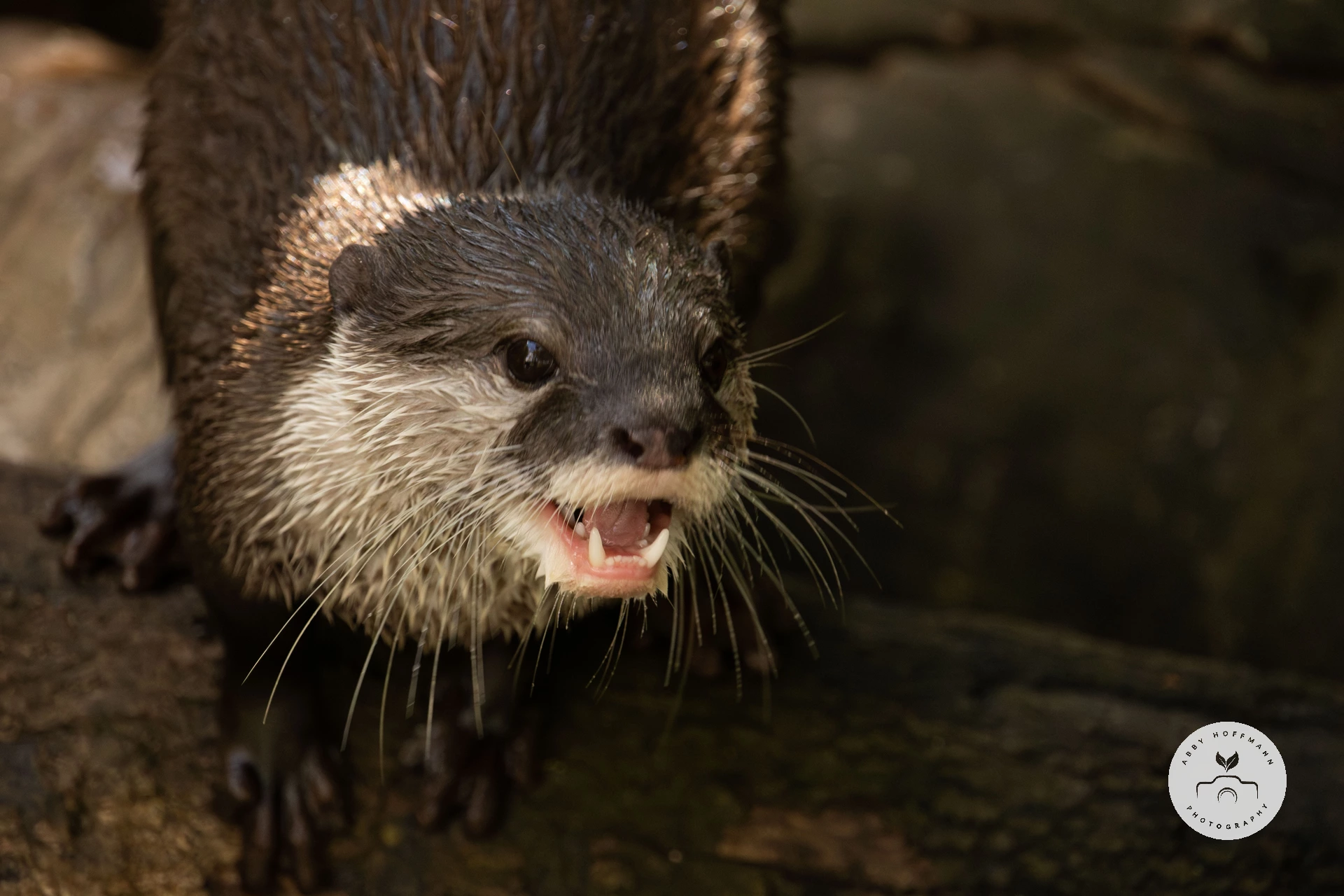 Asian small-clawed otter photograph