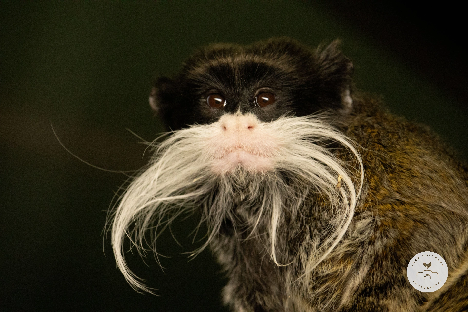 Emperor tamarin photograph
