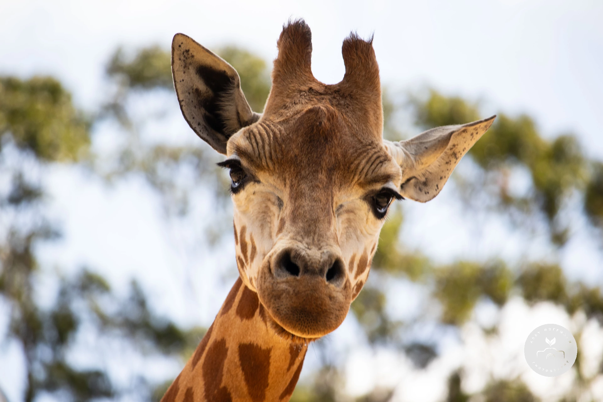 Giraffe photograph
