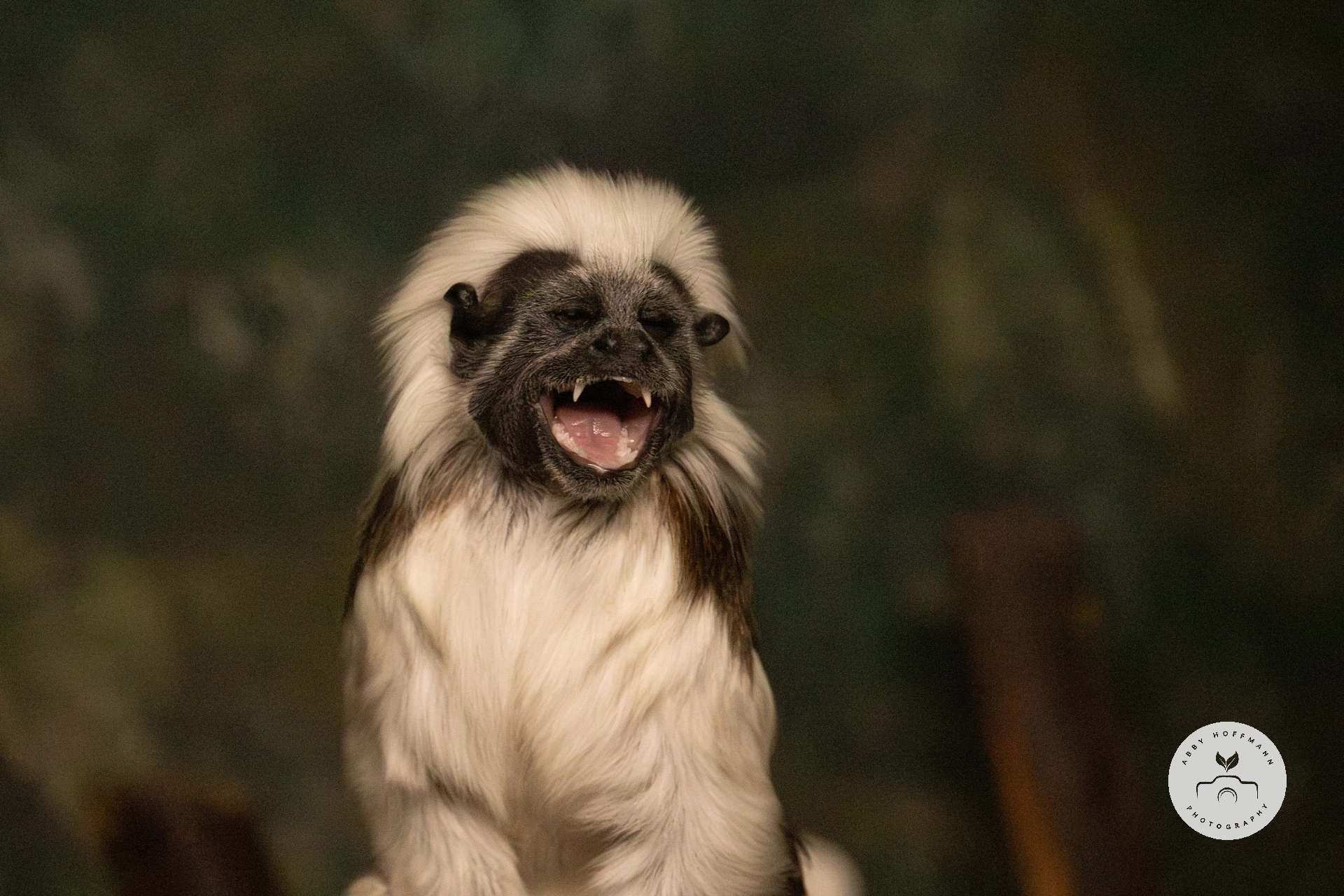 Cotton-top tamarin photograph