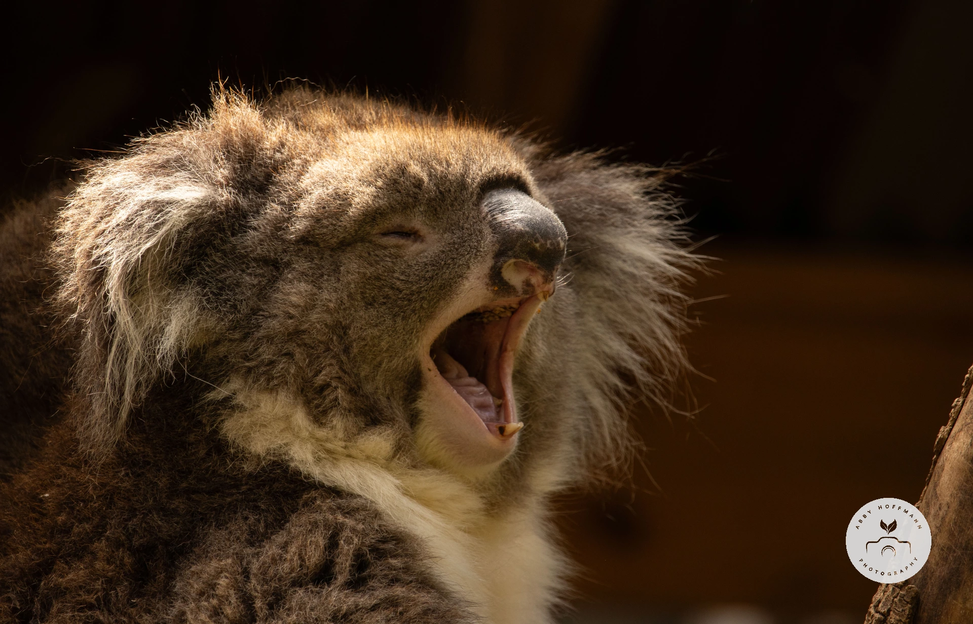 Koala photograph