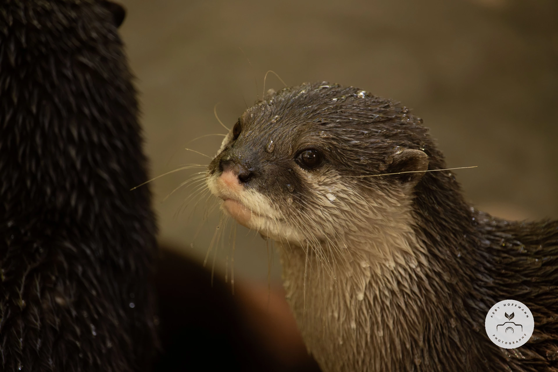 Asian small-clawed otter photograph