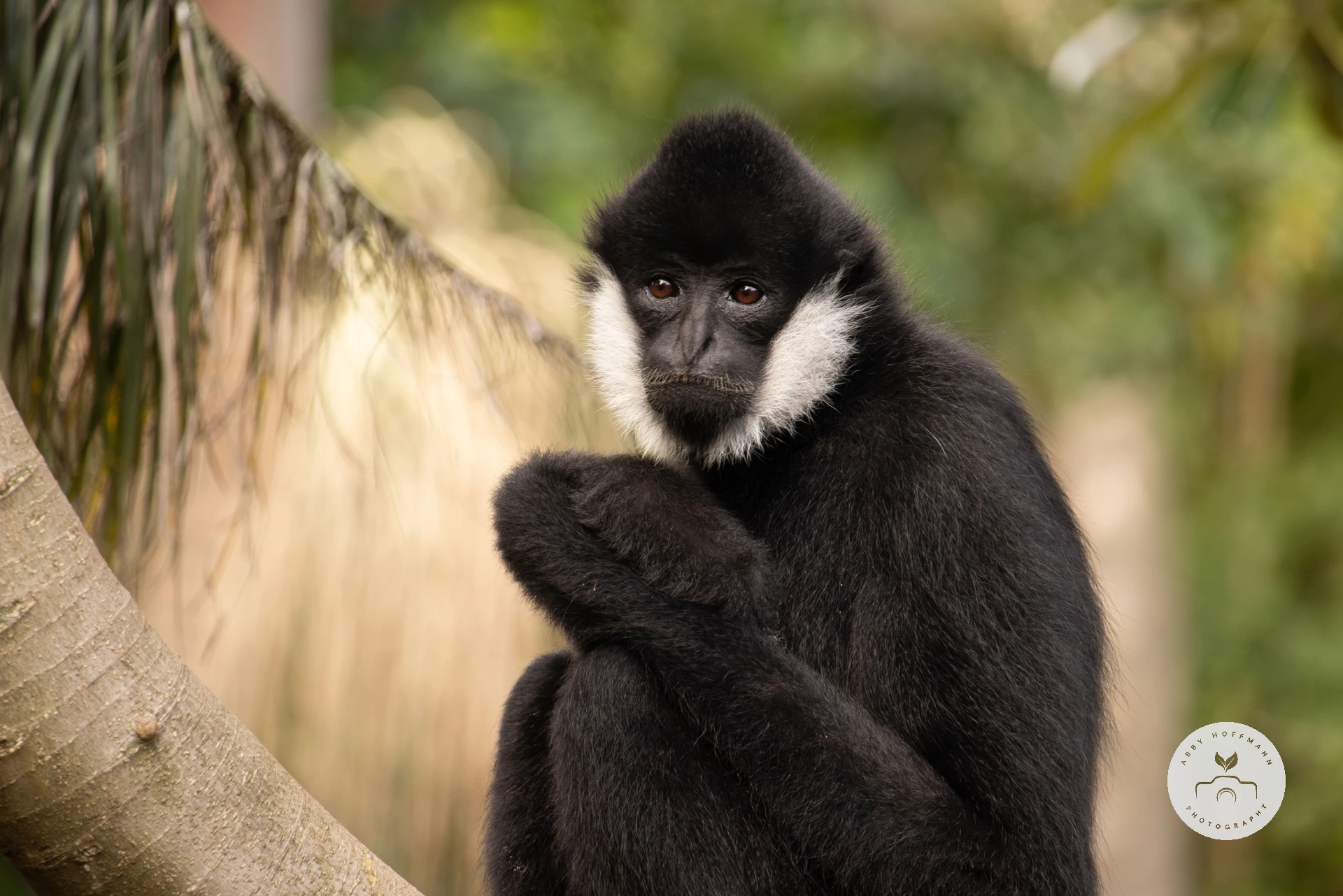 White-cheeked gibbon photograph