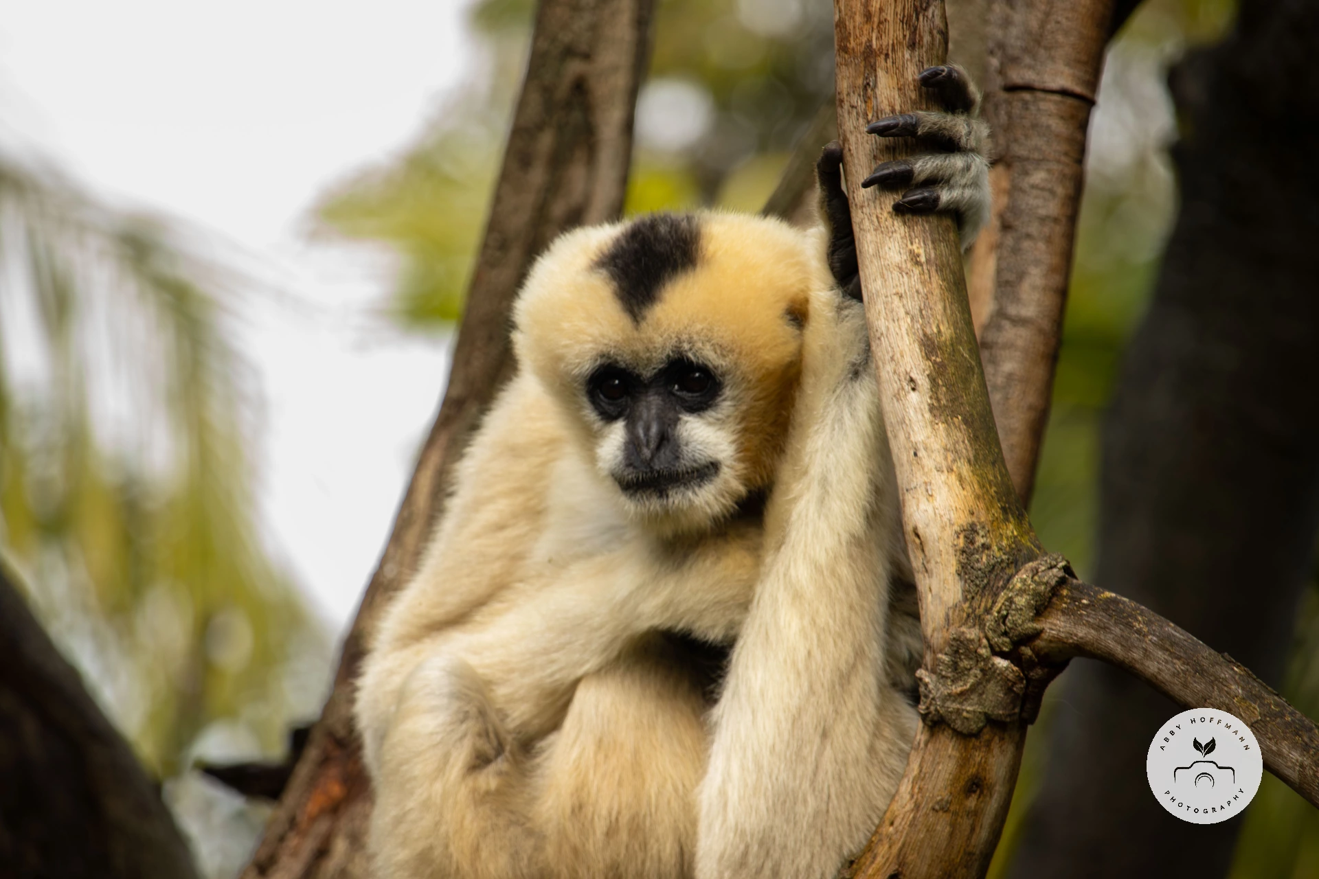 White-cheeked gibbon photograph