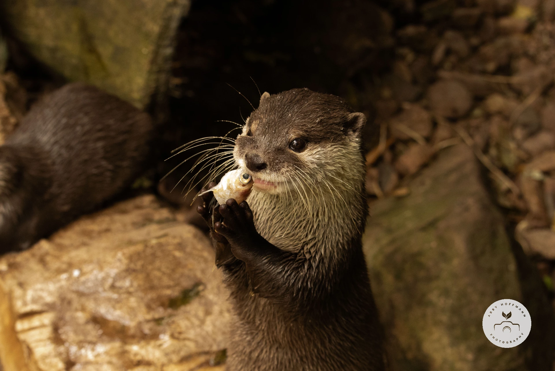 Asian small-clawed otter photograph