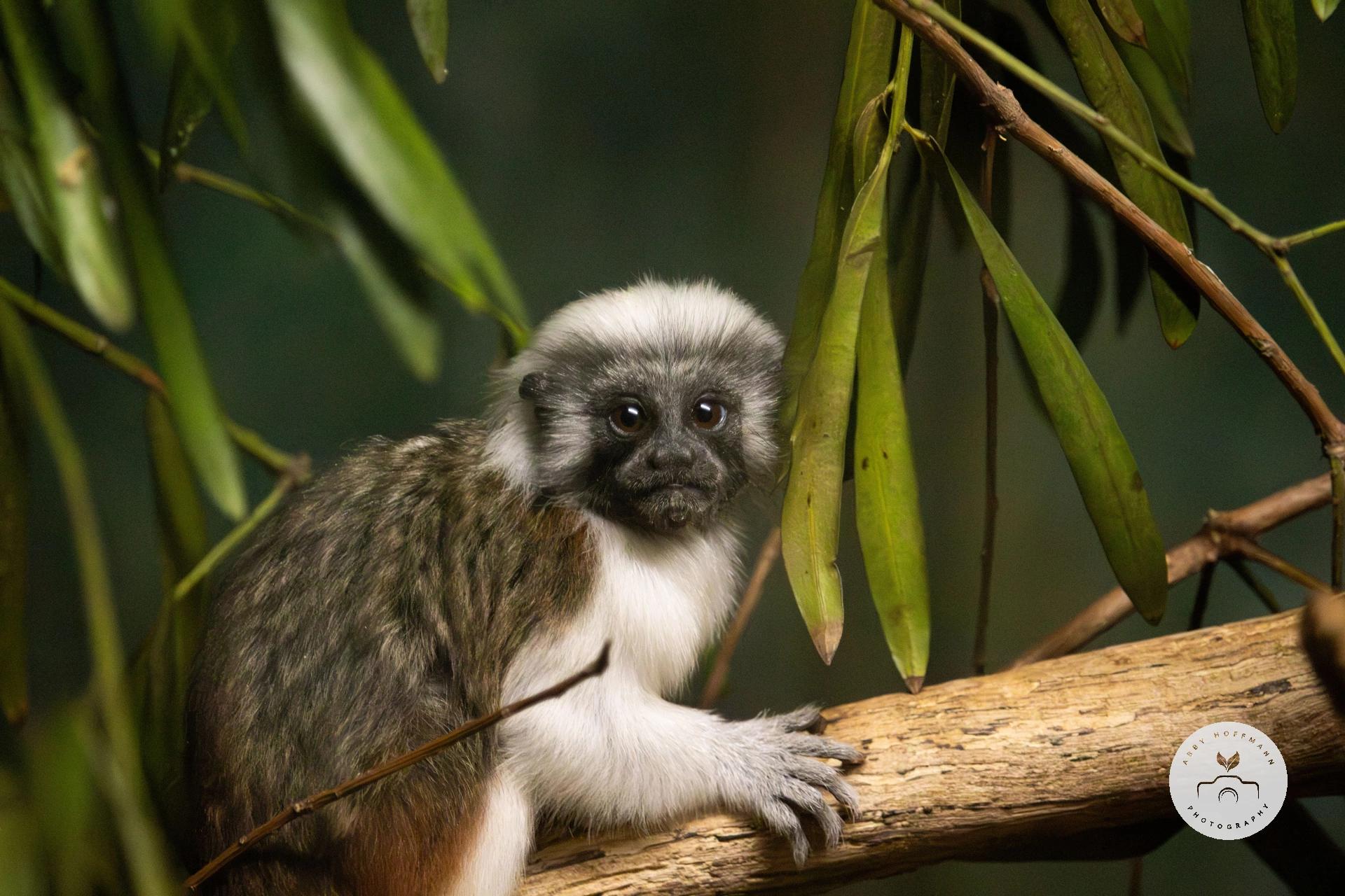Cotton-top tamarin photograph