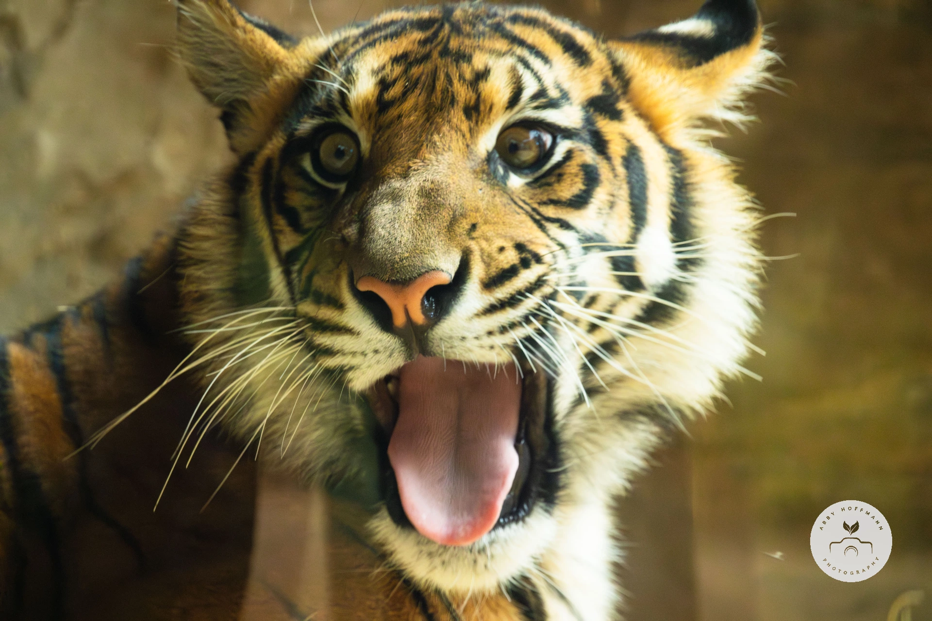 Sumatran tiger photograph