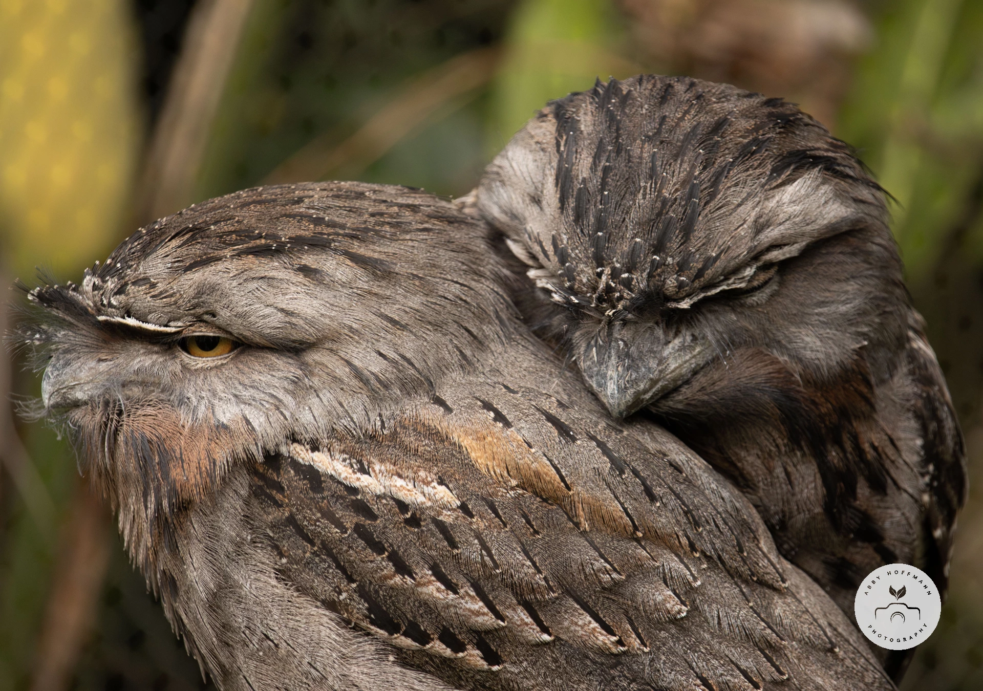 Tawny Frogmouth photograph