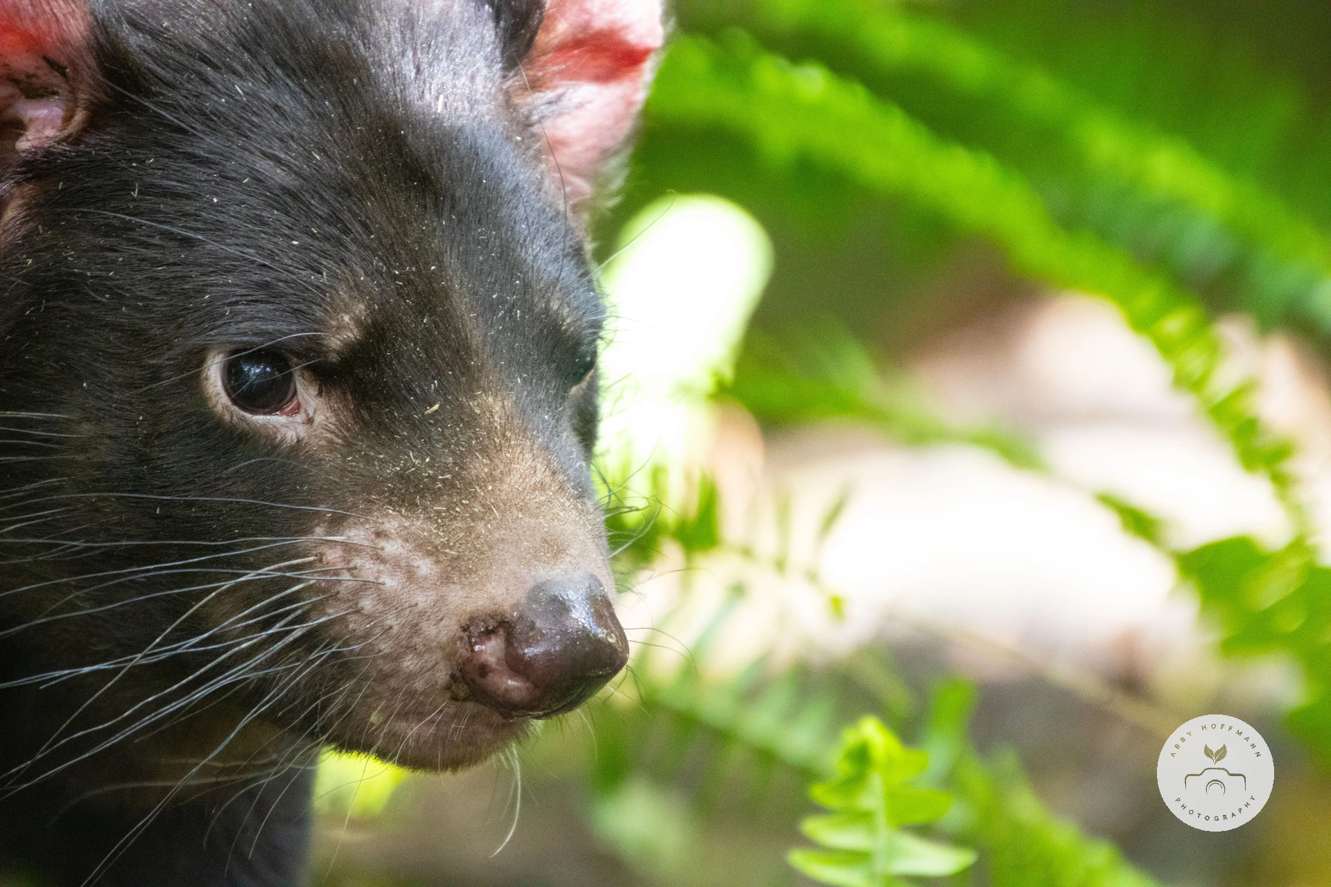 Tasmanian Devil photograph