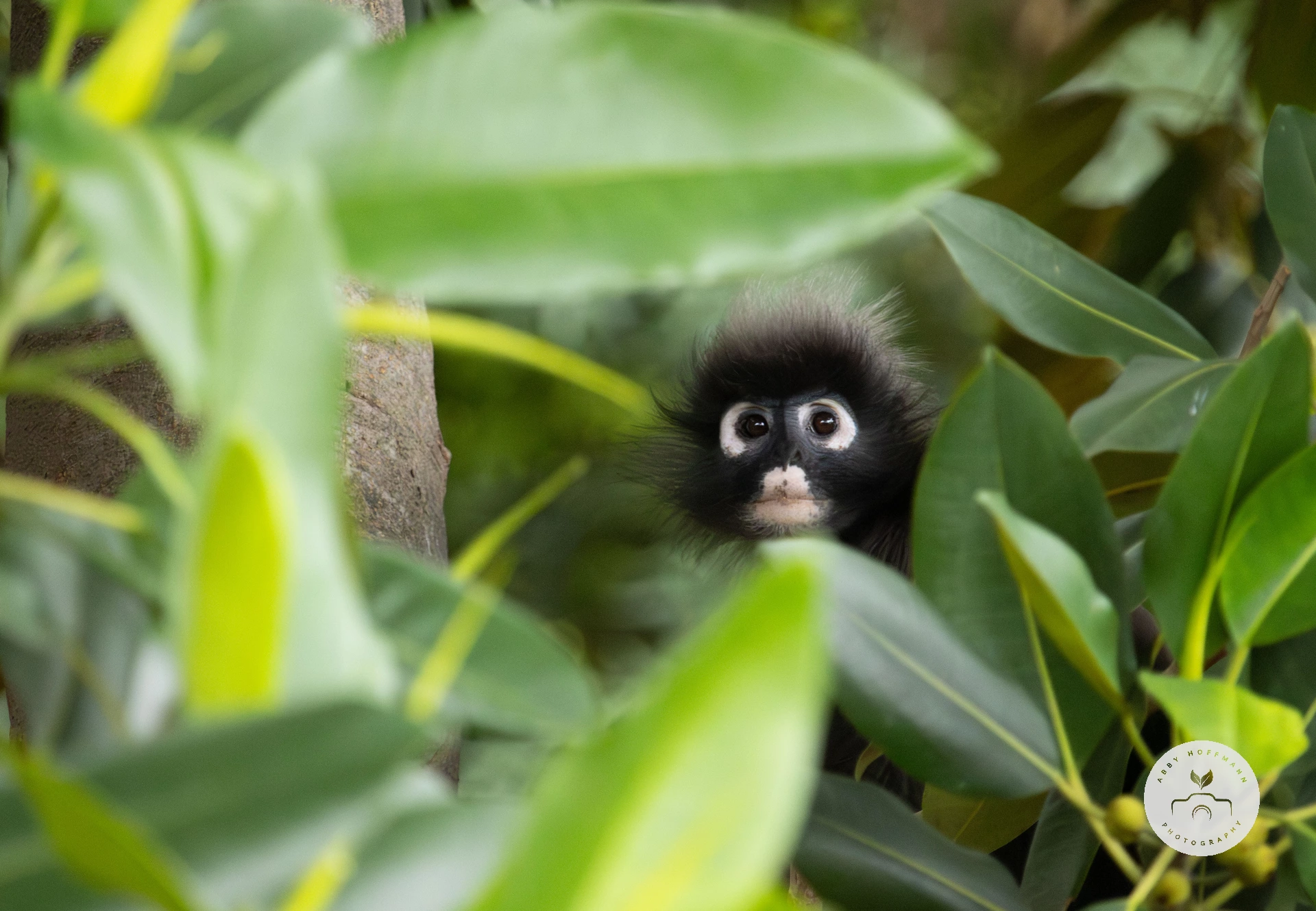 Dusky leaf monkey photograph
