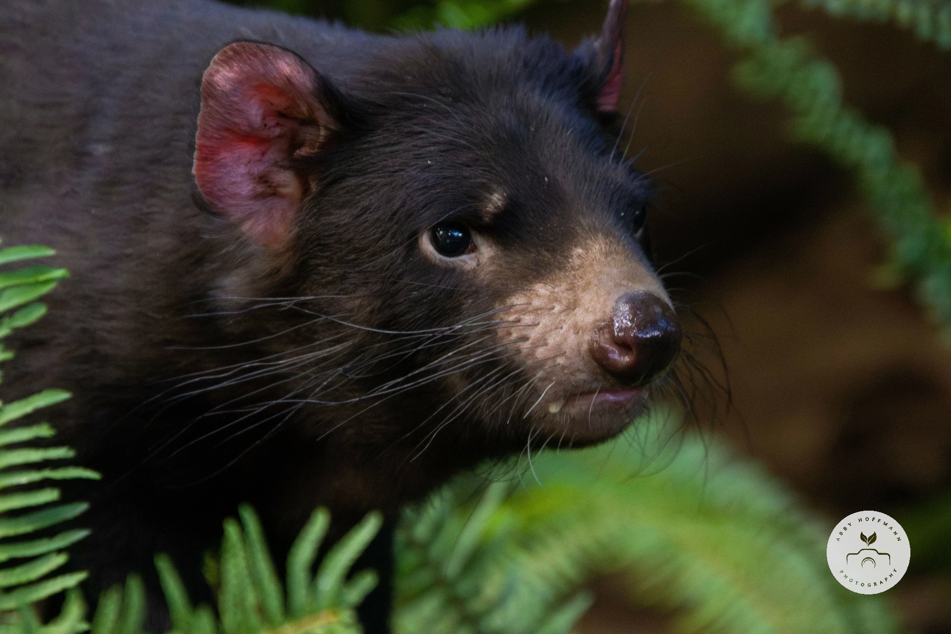 Tasmanian Devil photograph