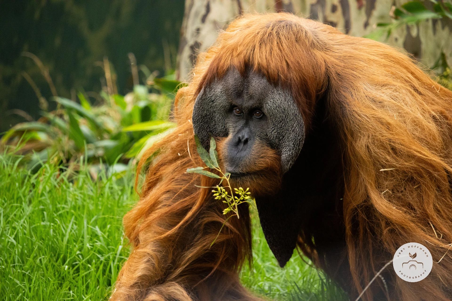 Sumatran Orangutan