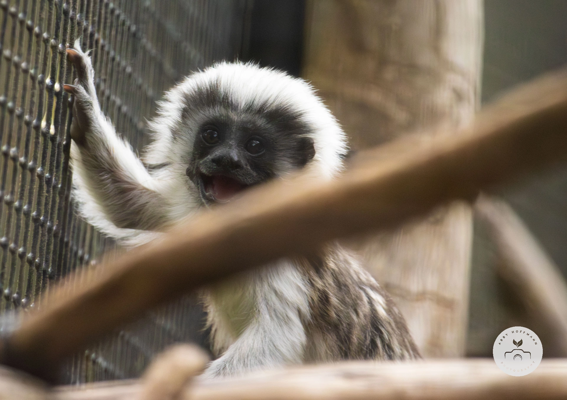 Cotton-top tamarin