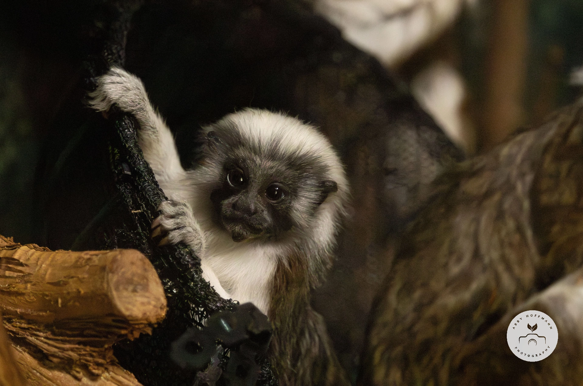 Cotton-top tamarin baby photograph