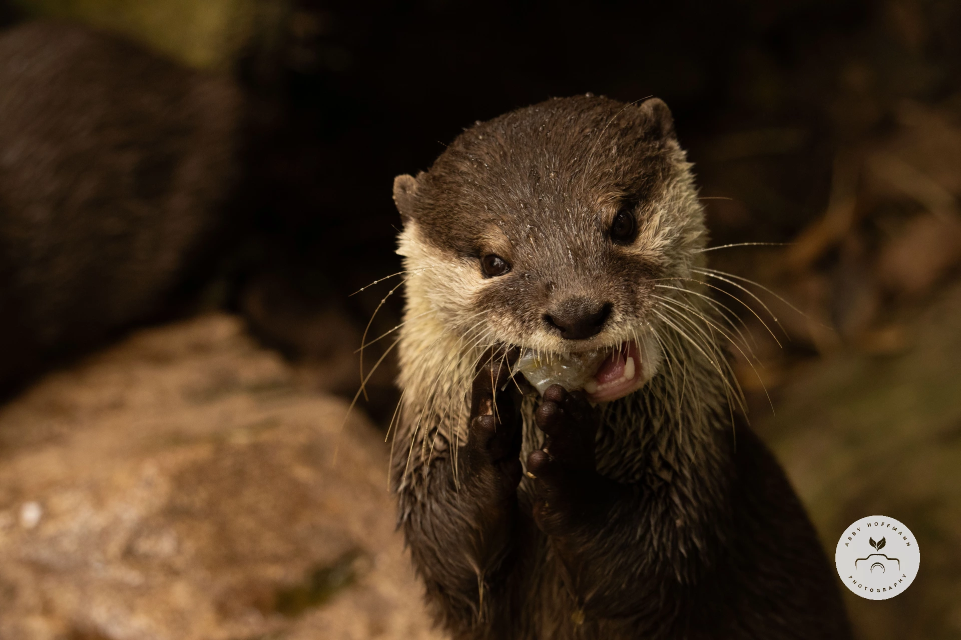 Asian small-clawed otter photograph