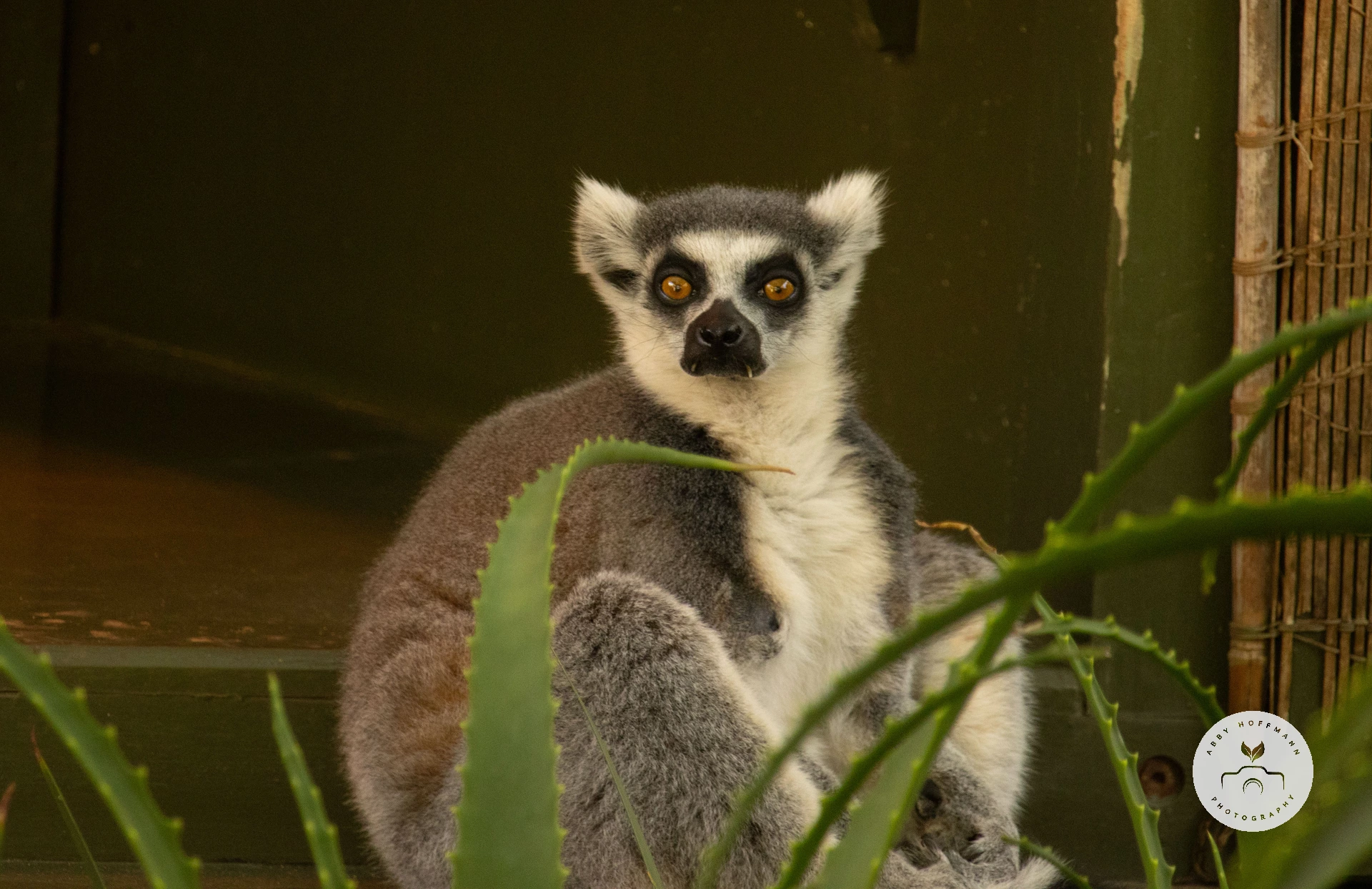 Ring-tailed lemur photograph