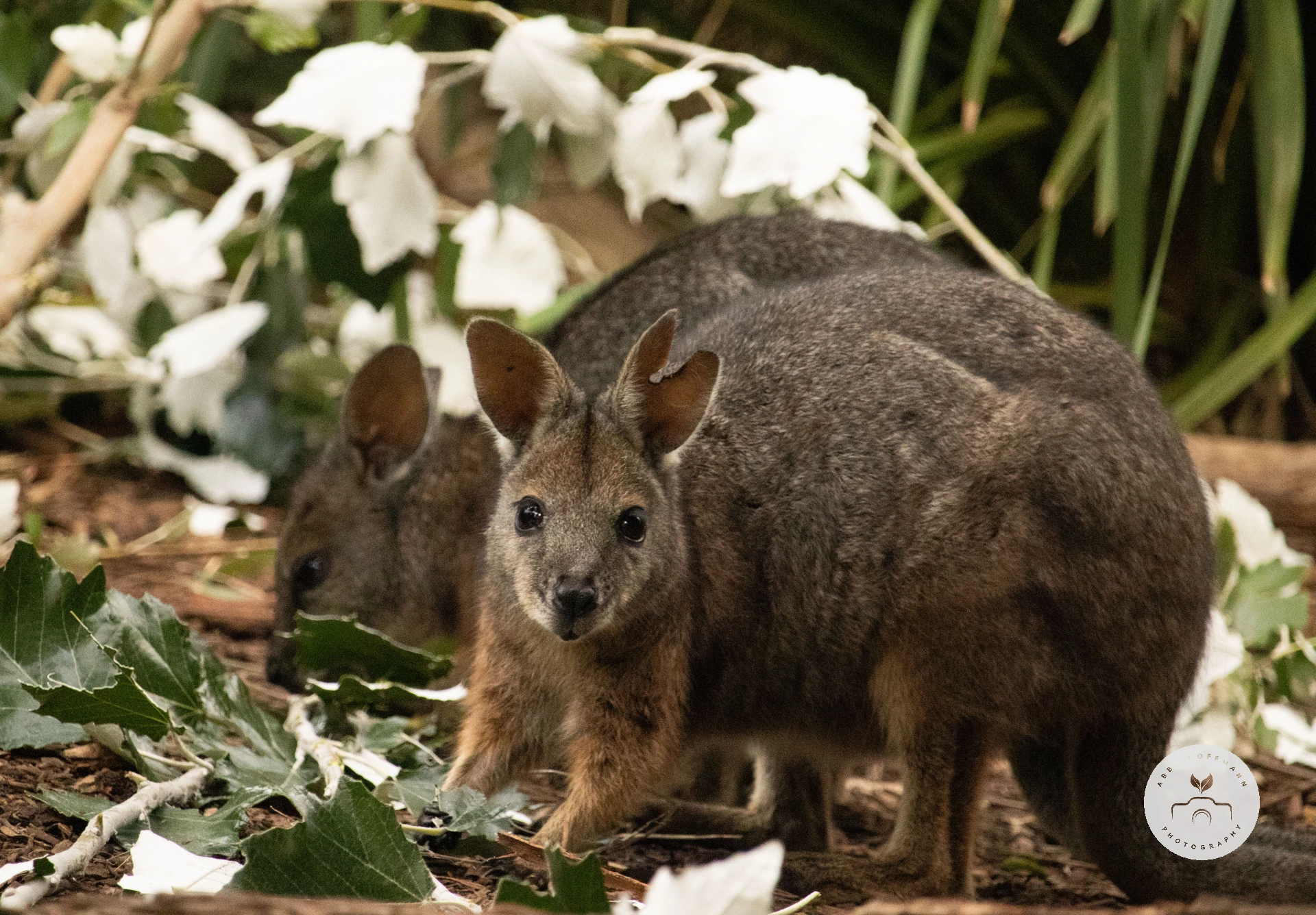 Tammar Wallaby