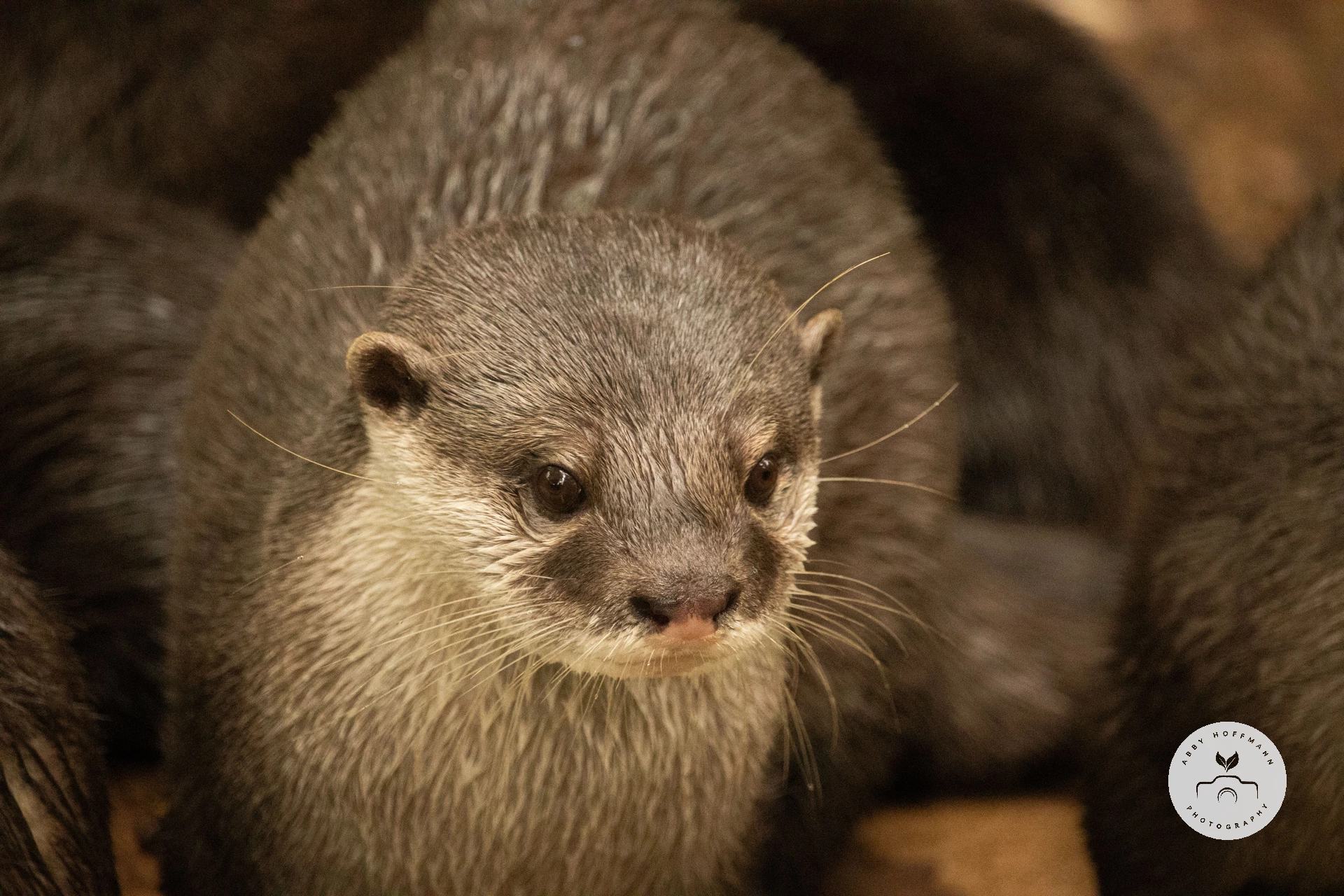 Asian small-clawed otter photograph