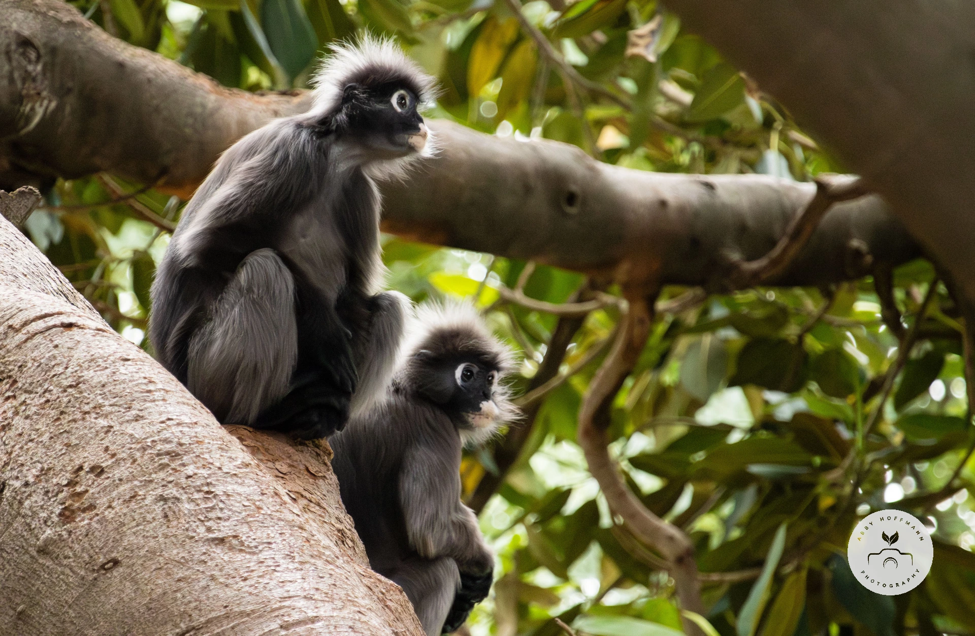 Dusky leaf monkeys in tree photograph