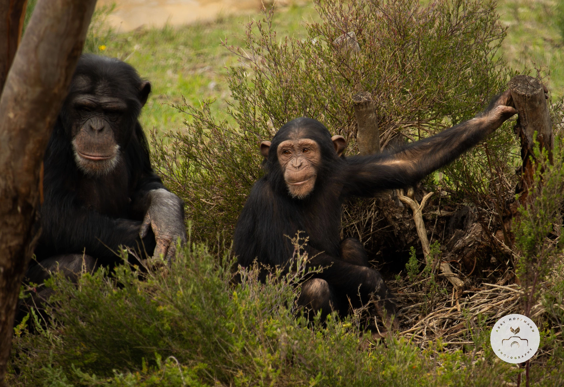 Chimpanzees photograph