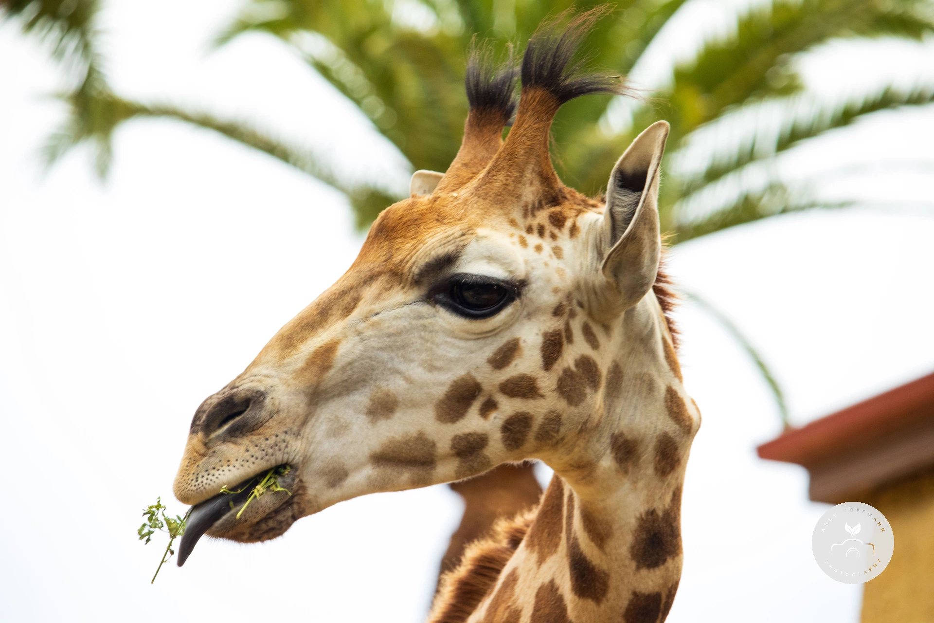 Giraffe photograph