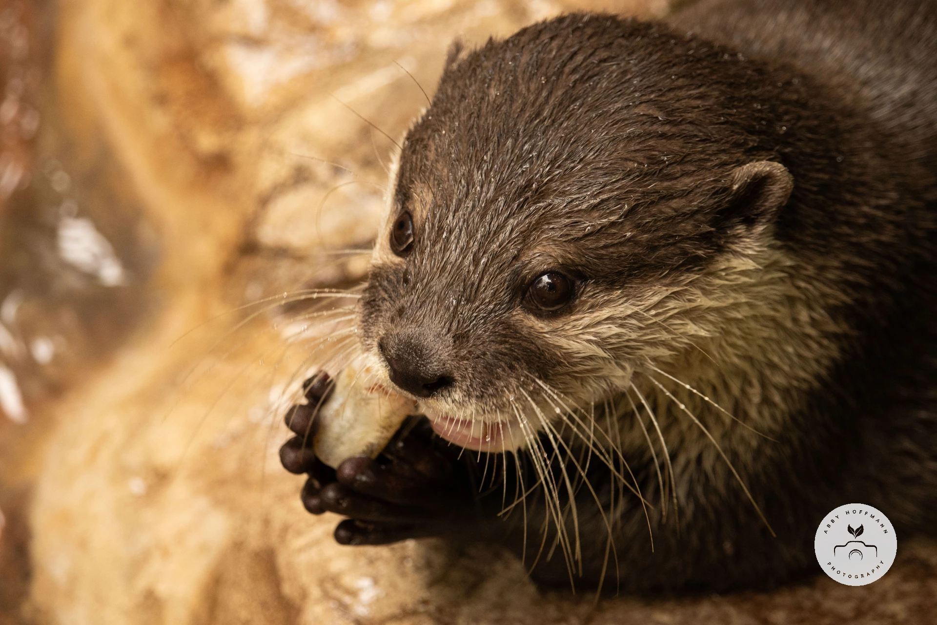 Asian small-clawed otter photograph
