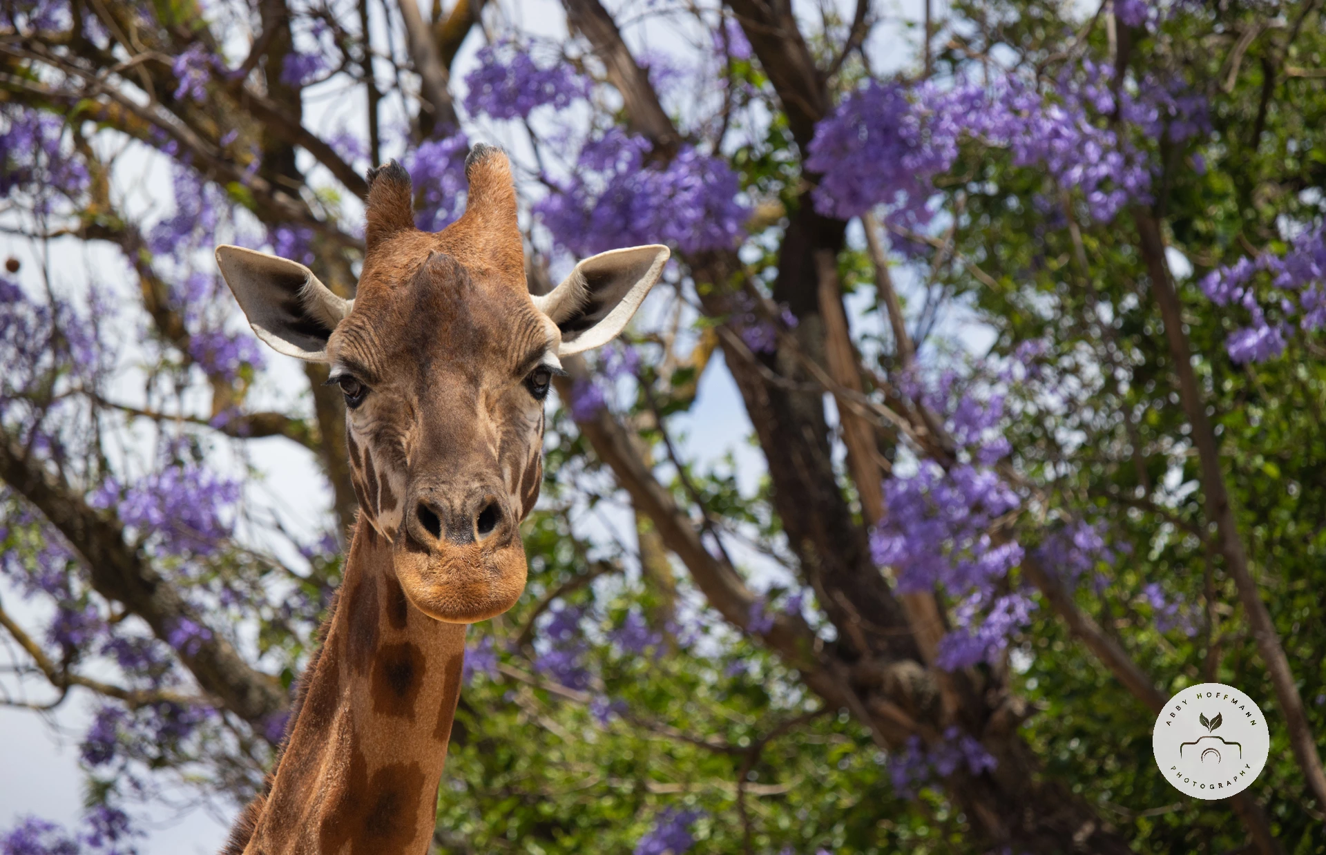 Giraffe photograph