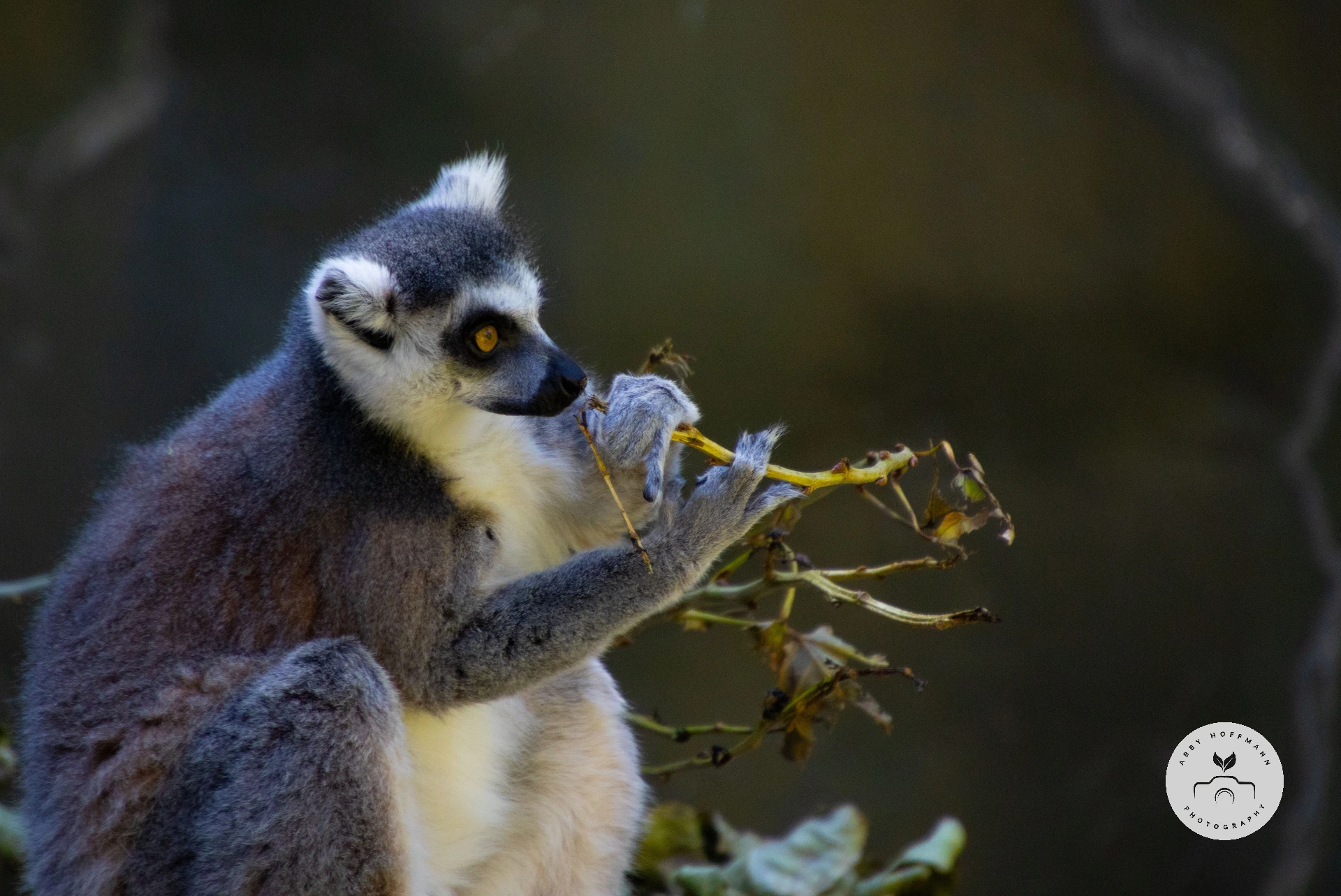 Ring-tailed lemur photograph