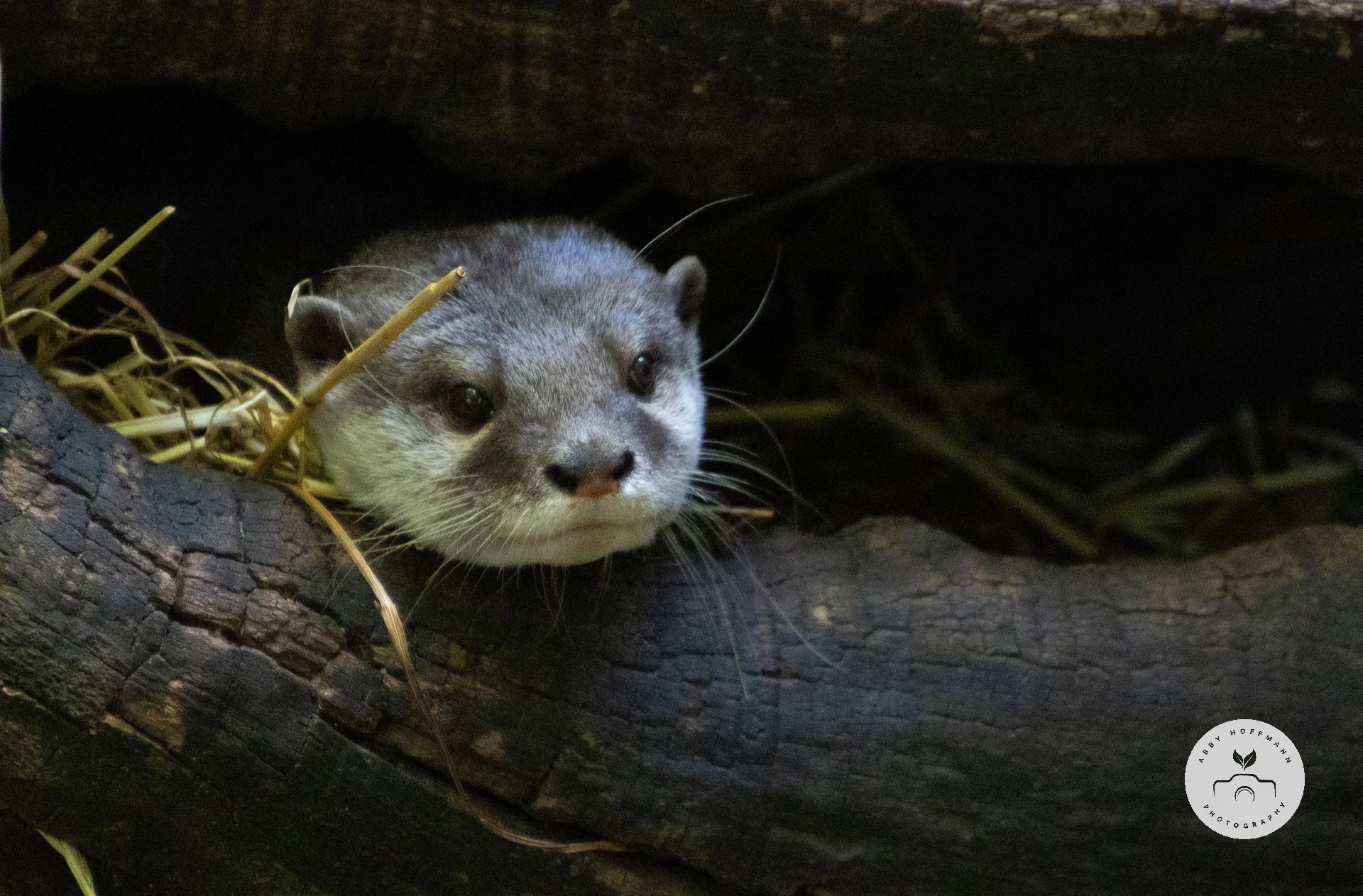 Asian small-clawed otter in log photograph