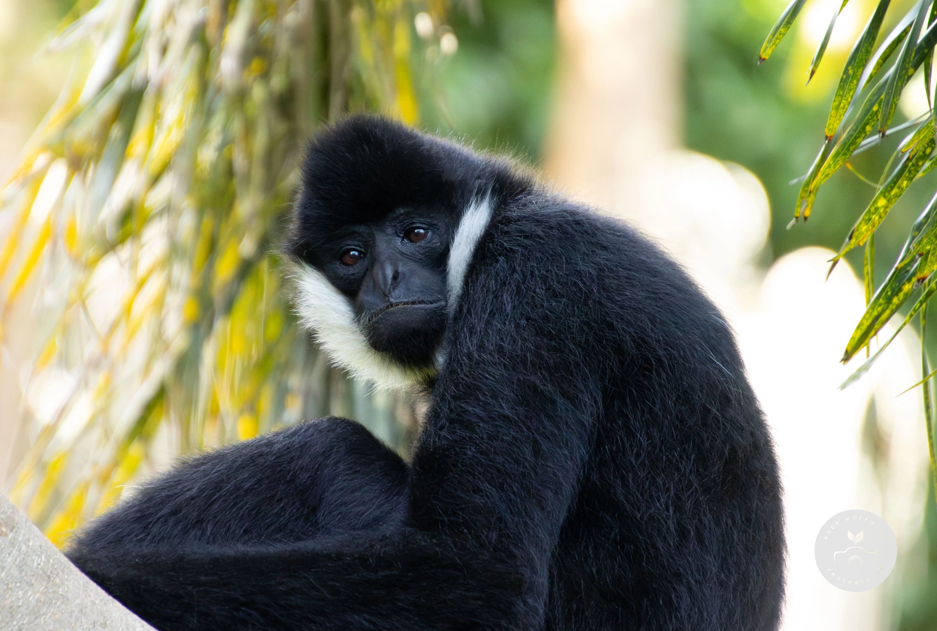 White-cheeked Gibbon photograph