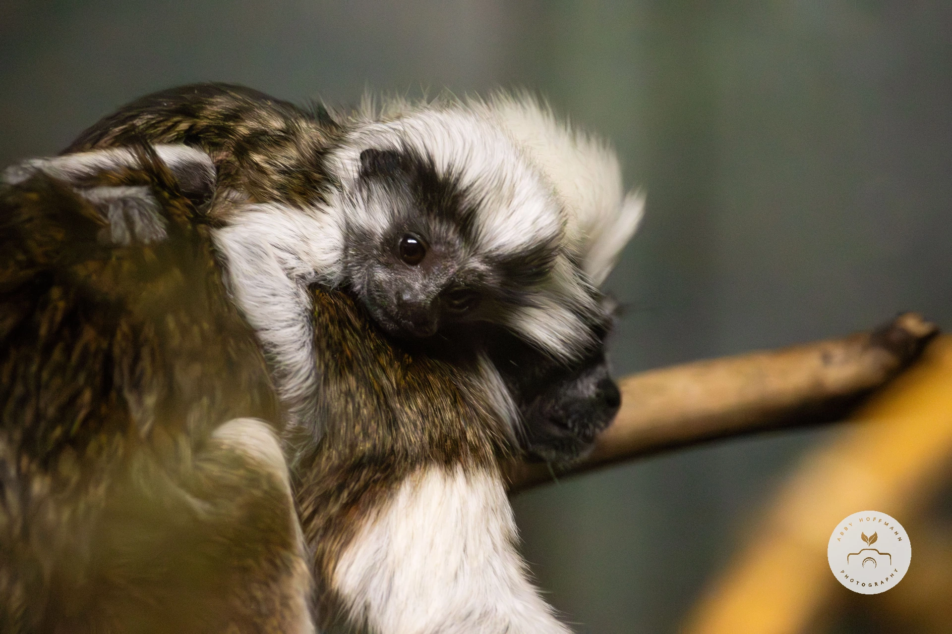 Cotton-top tamarin with baby photograph