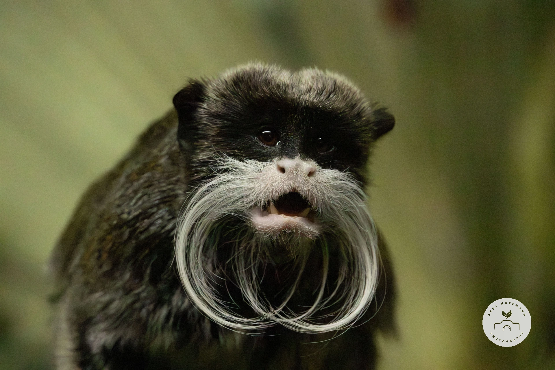 Emperor tamarin photograph
