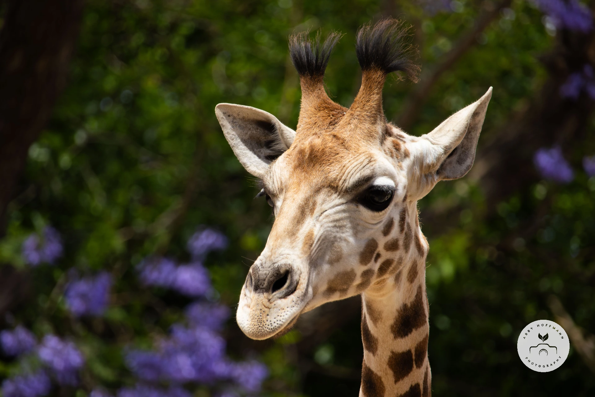 Giraffe photograph