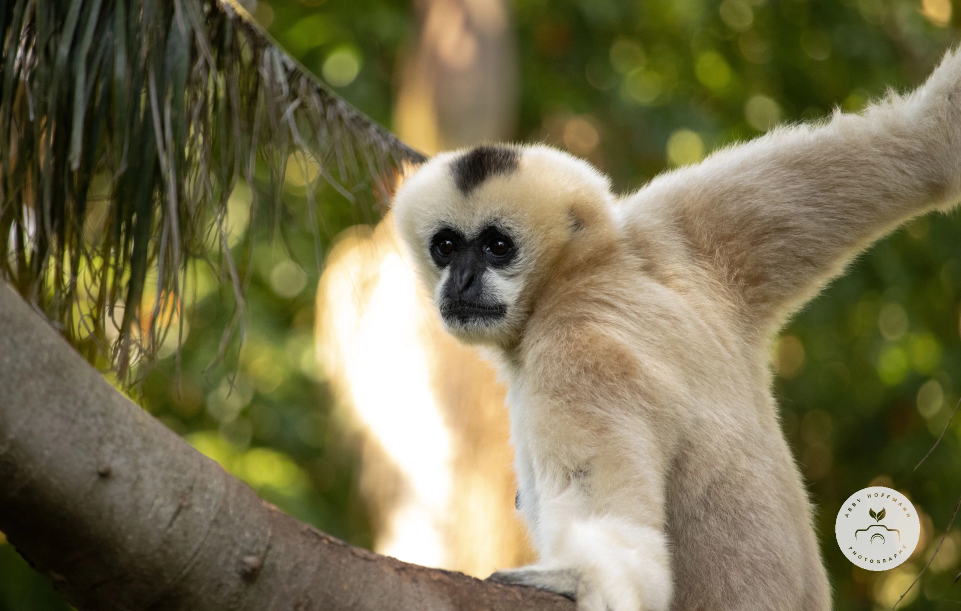 White-cheeked Gibbon photograph