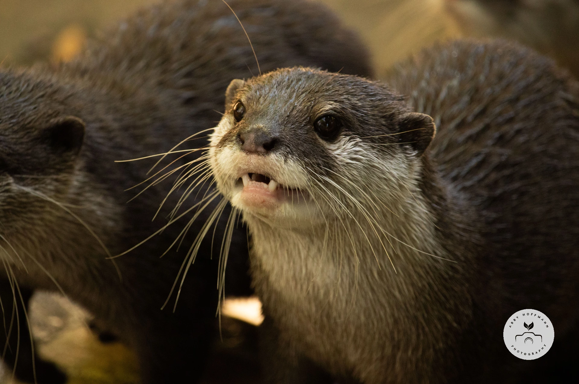 Asian small-clawed otter photograph