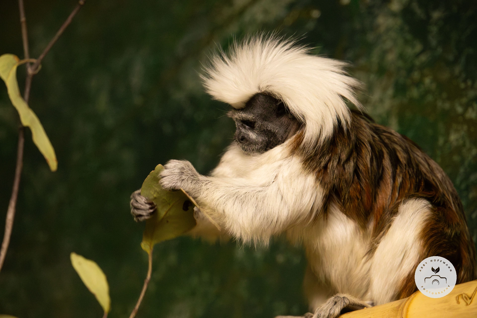 Cotton-top tamarin holding leaf photograph