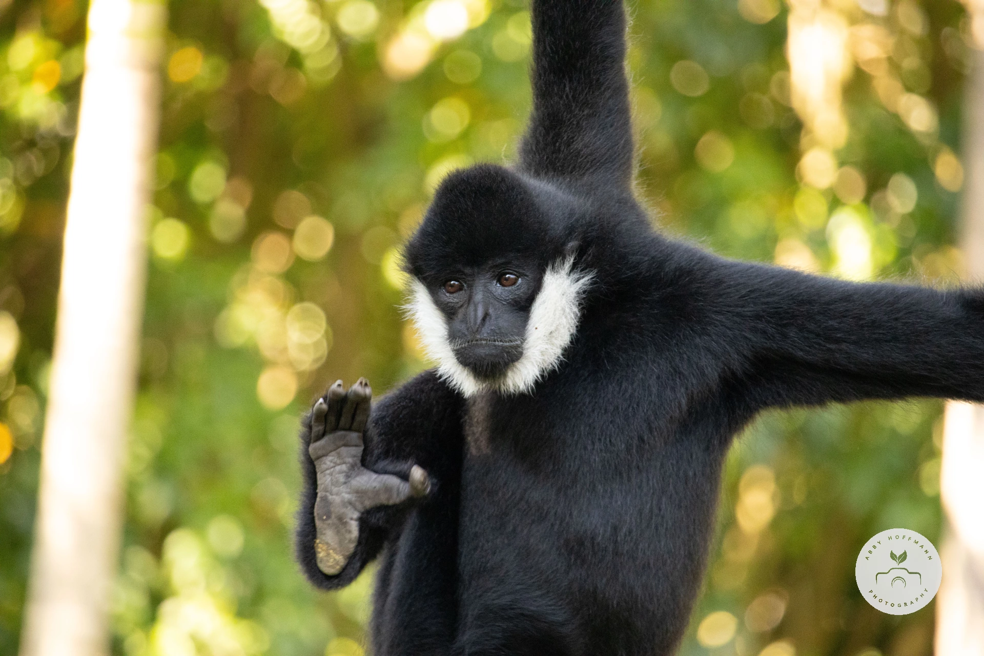 White-cheeked Gibbon photograph