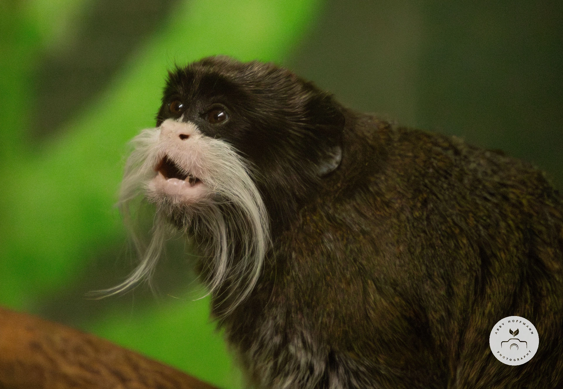 Emperor tamarin photograph