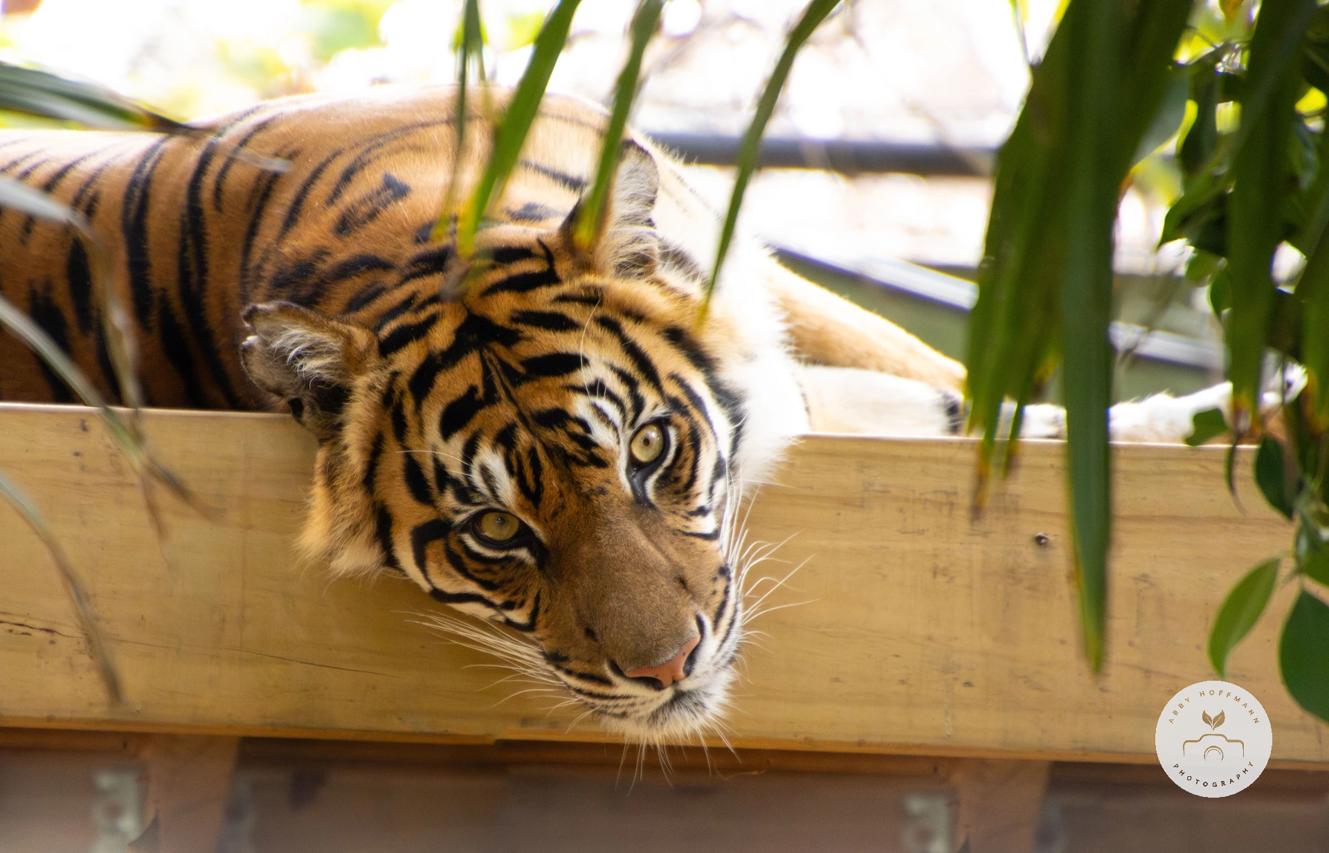 Sumatran tiger photograph